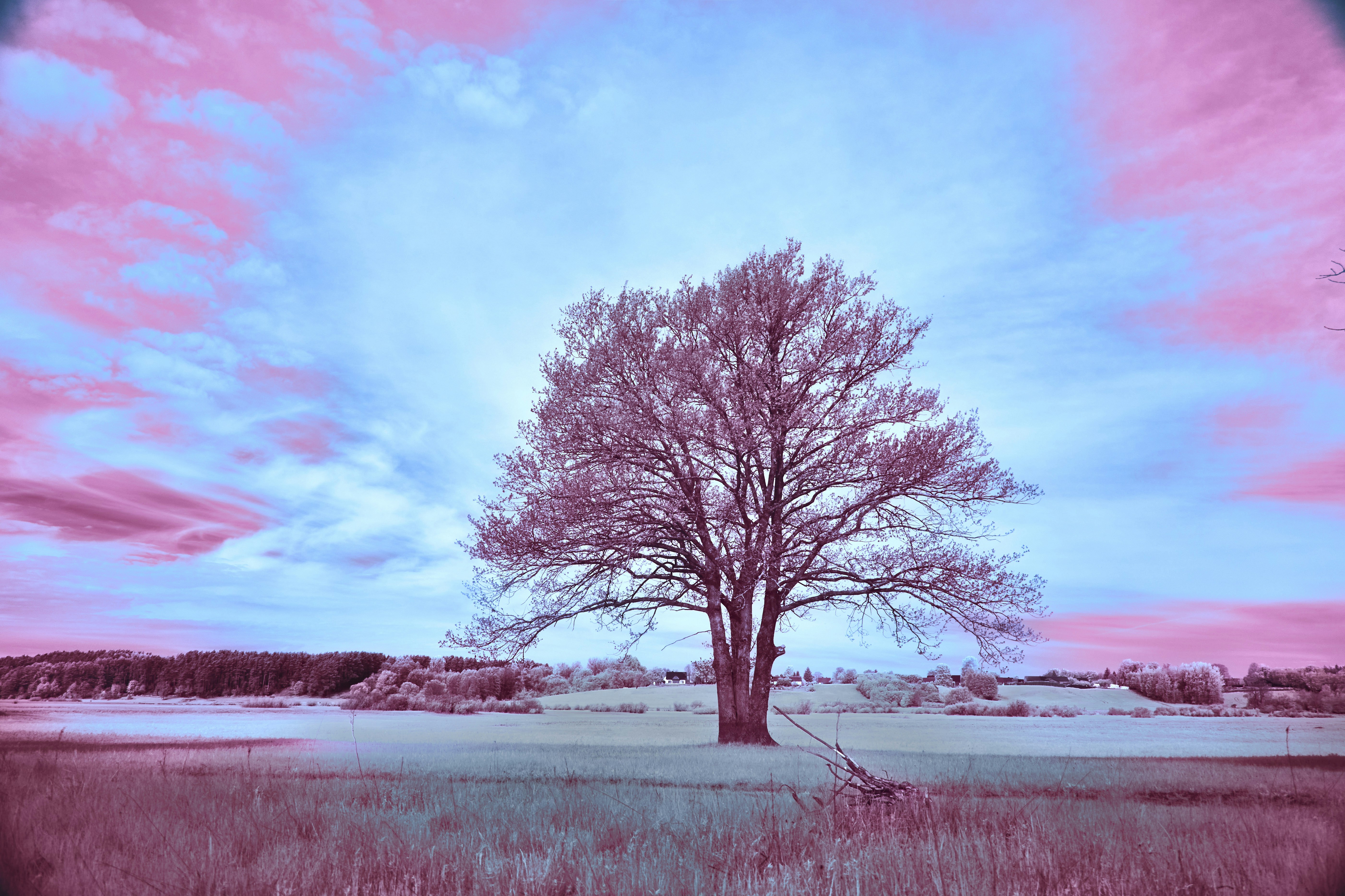 Bare tree in a field under a colorful sky