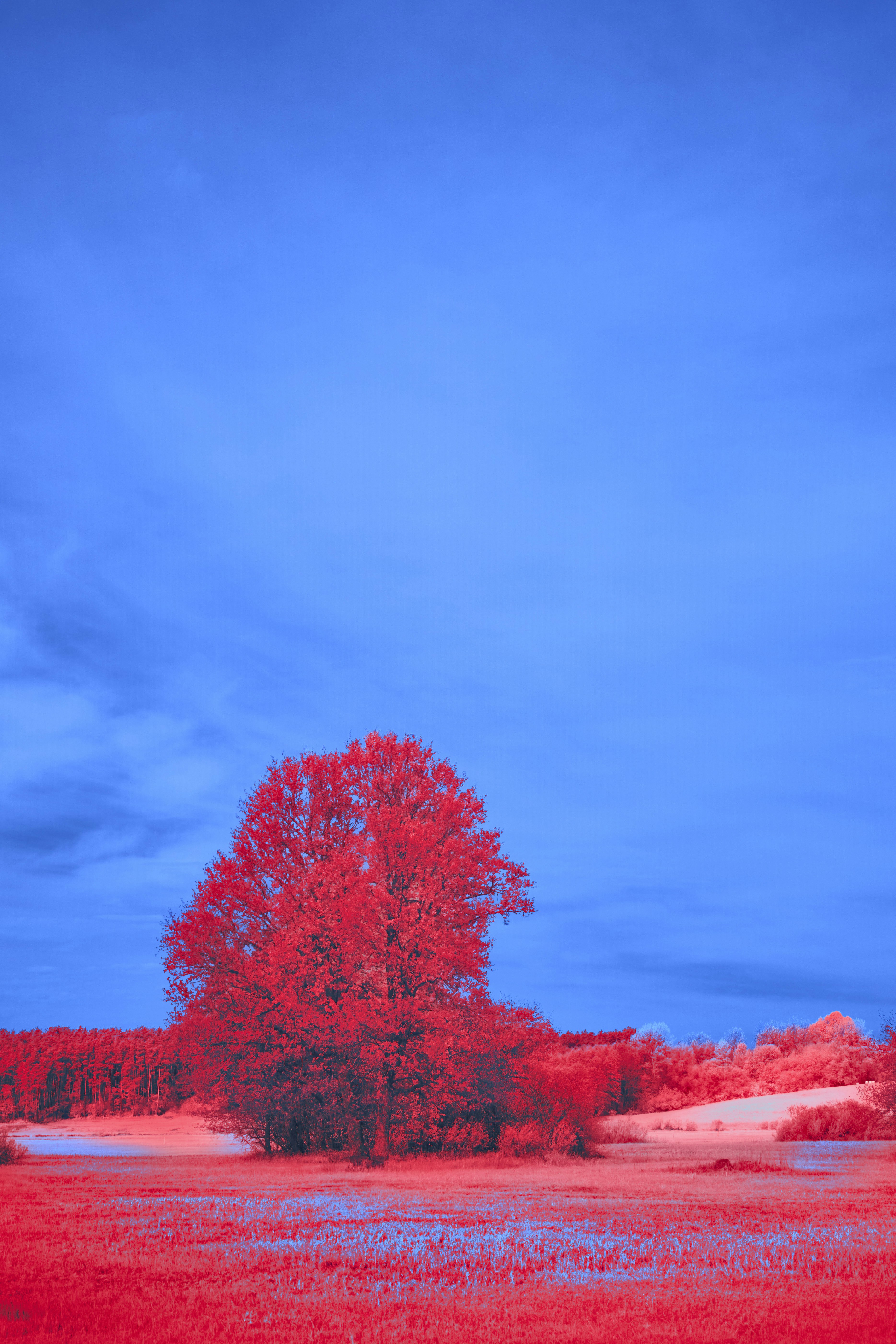 Red tree in a vibrant blue landscape