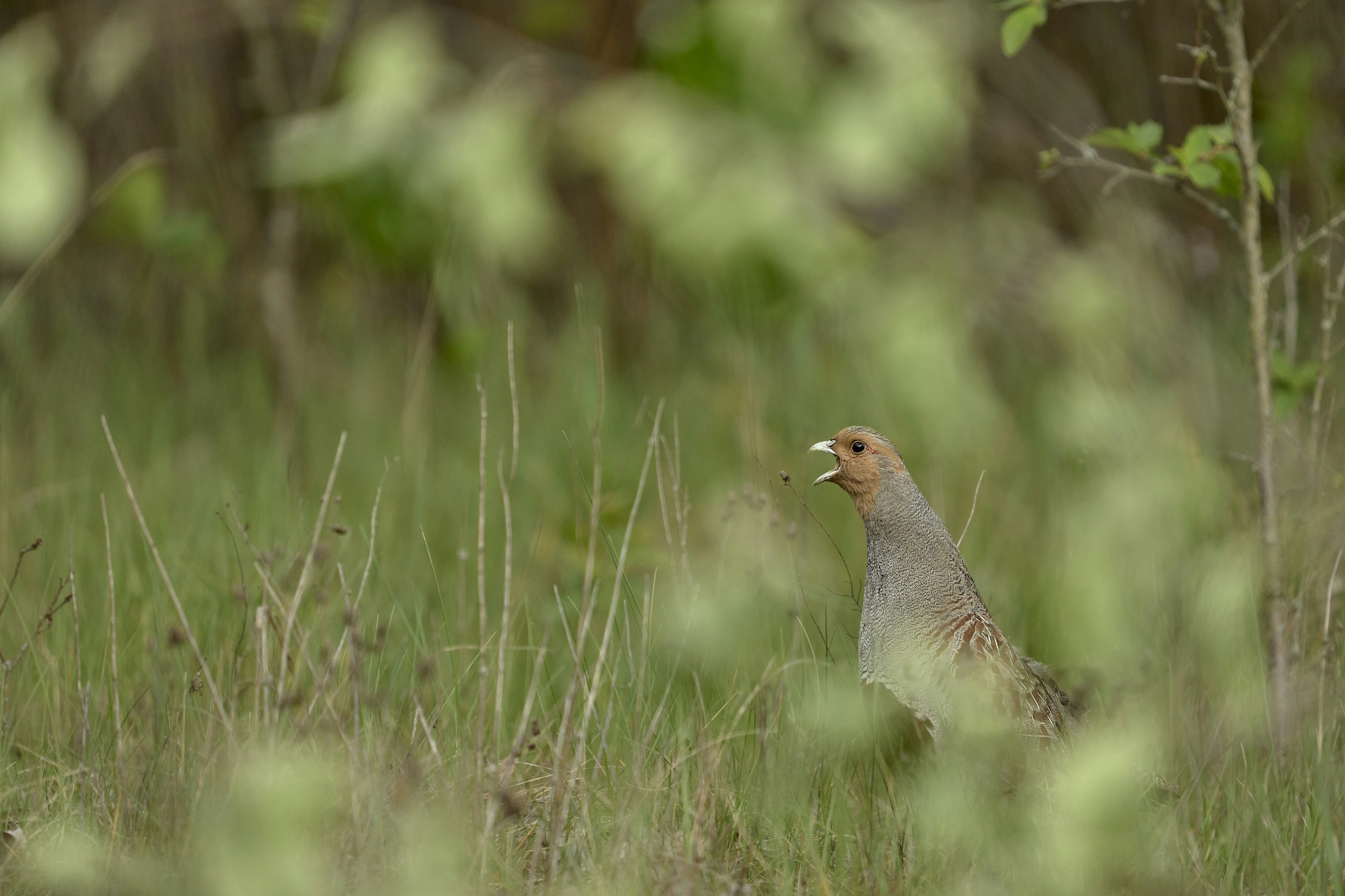 Photo by wolfgang_hasselmann