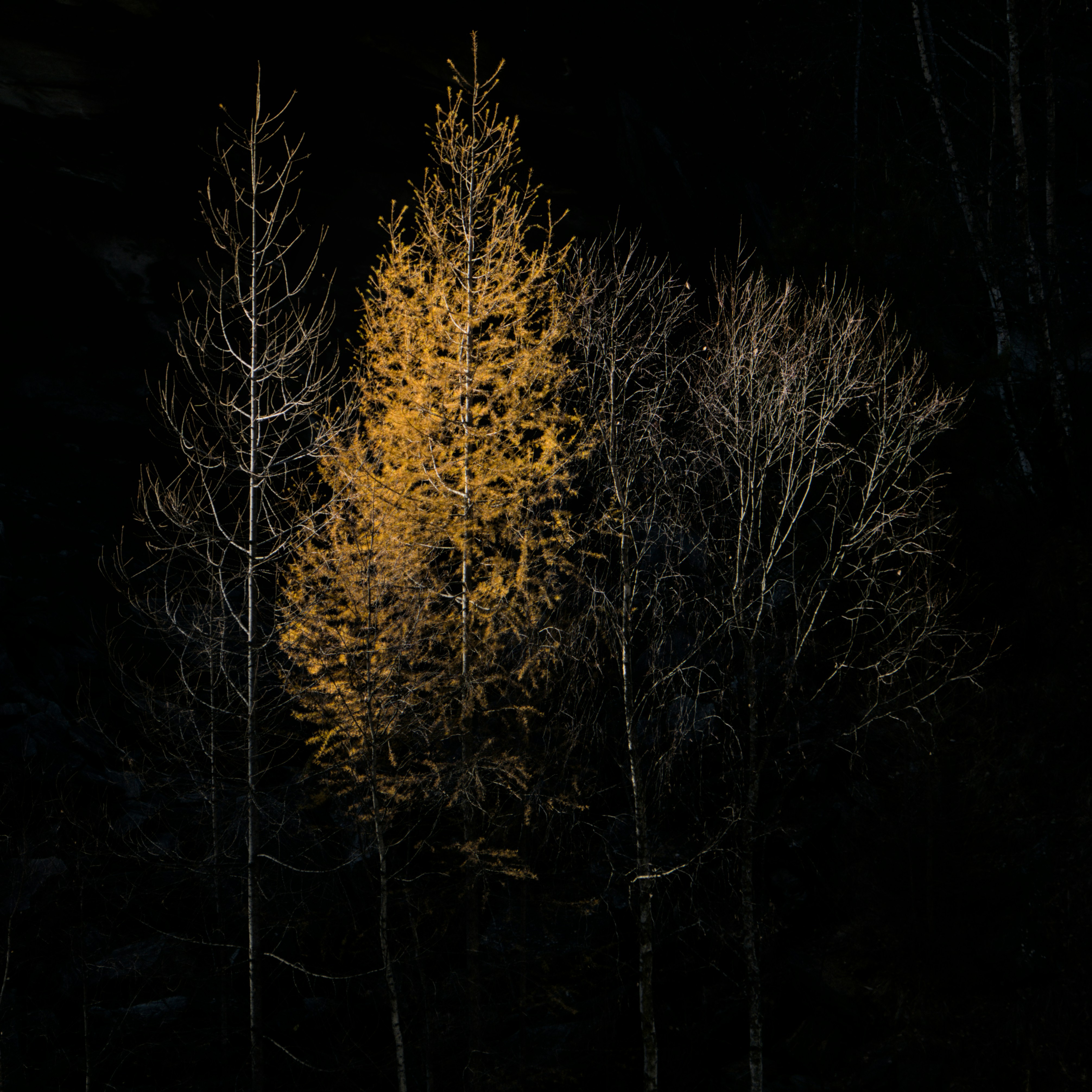 Alberi alti con foglie autunnali dorate su sfondo scuro