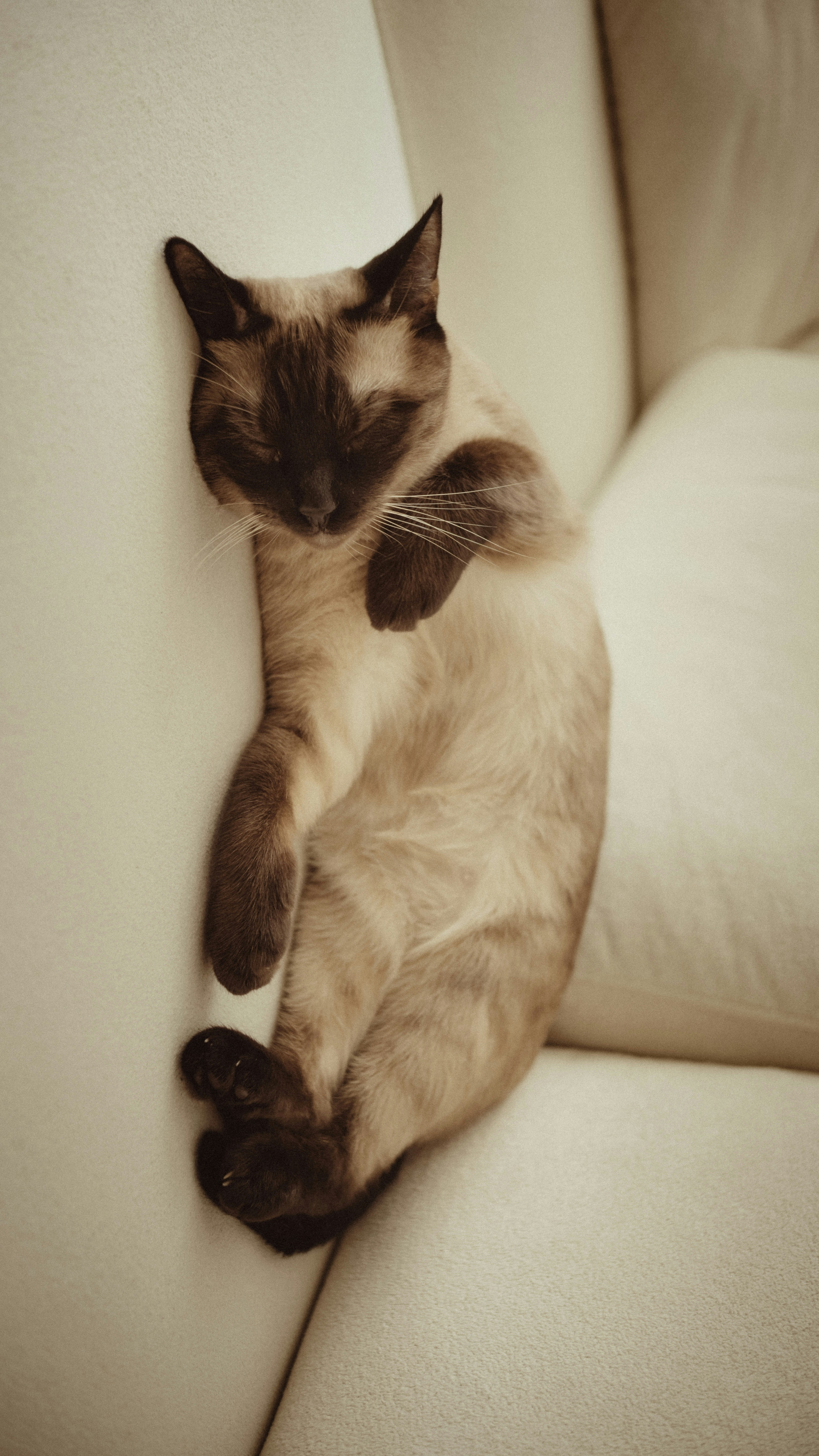 A siamese cat sleeping on a cream-colored sofa.