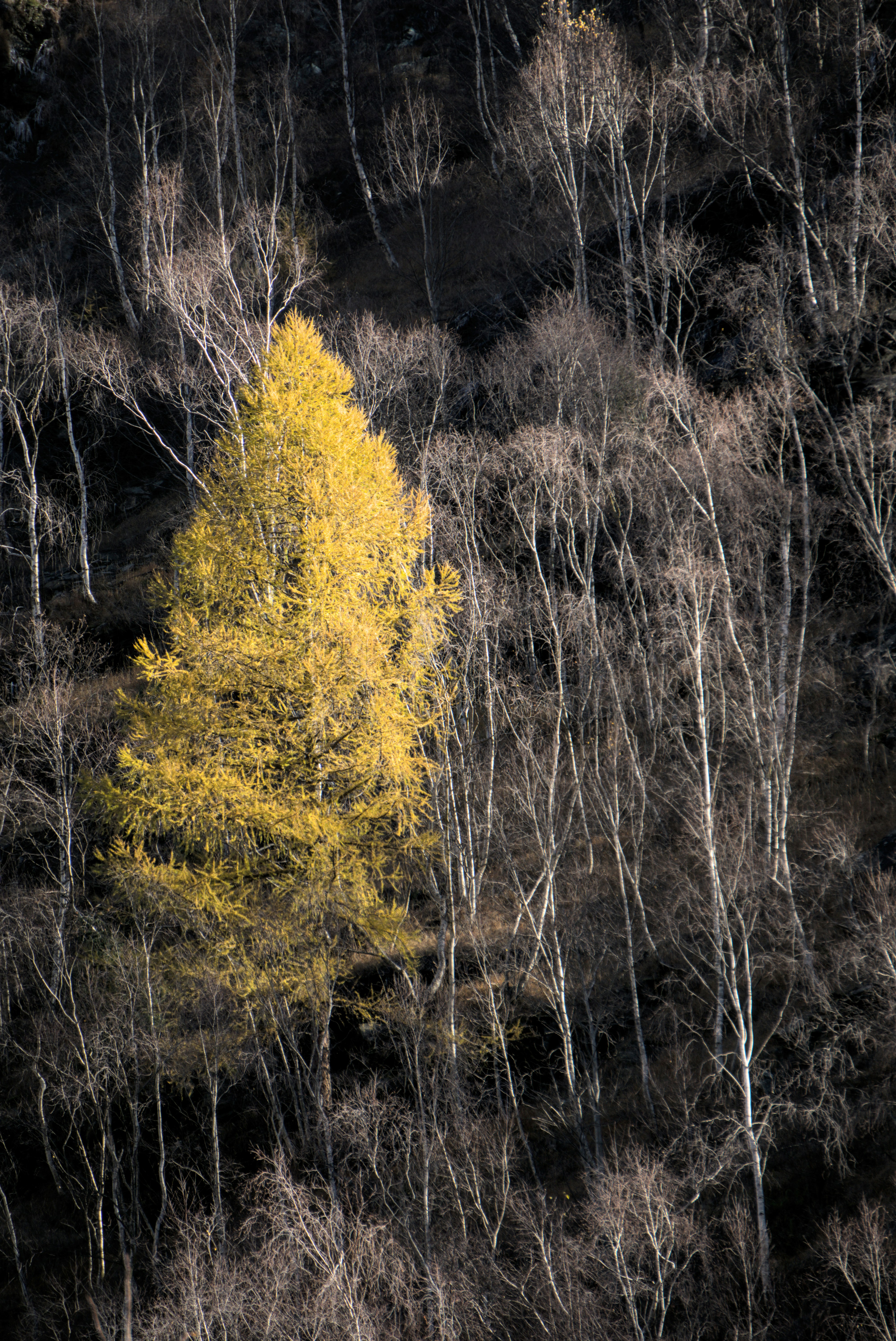 Un solitario albero dorato spicca tra i rami nudi