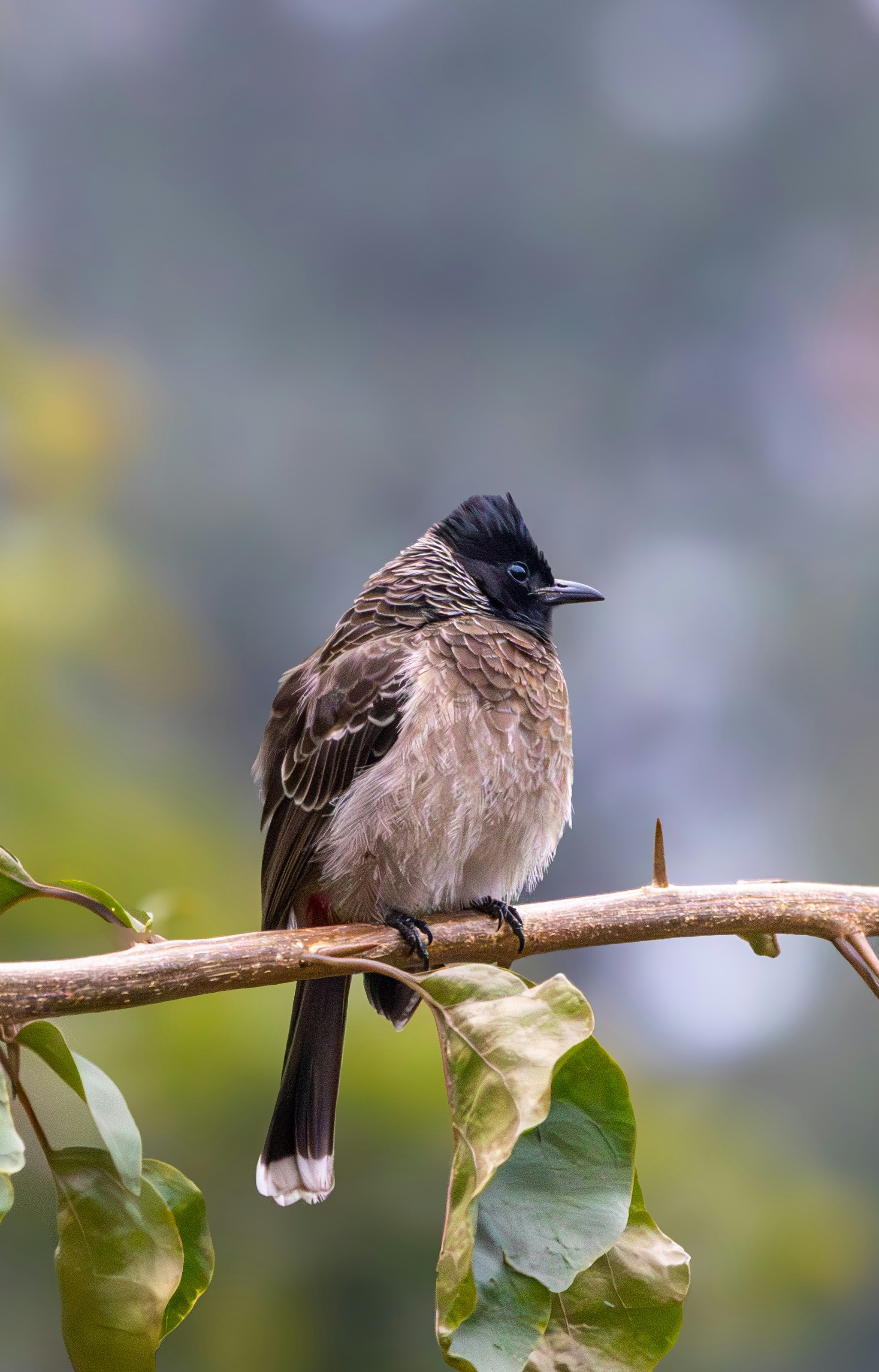 Photo by sameer_srivastava