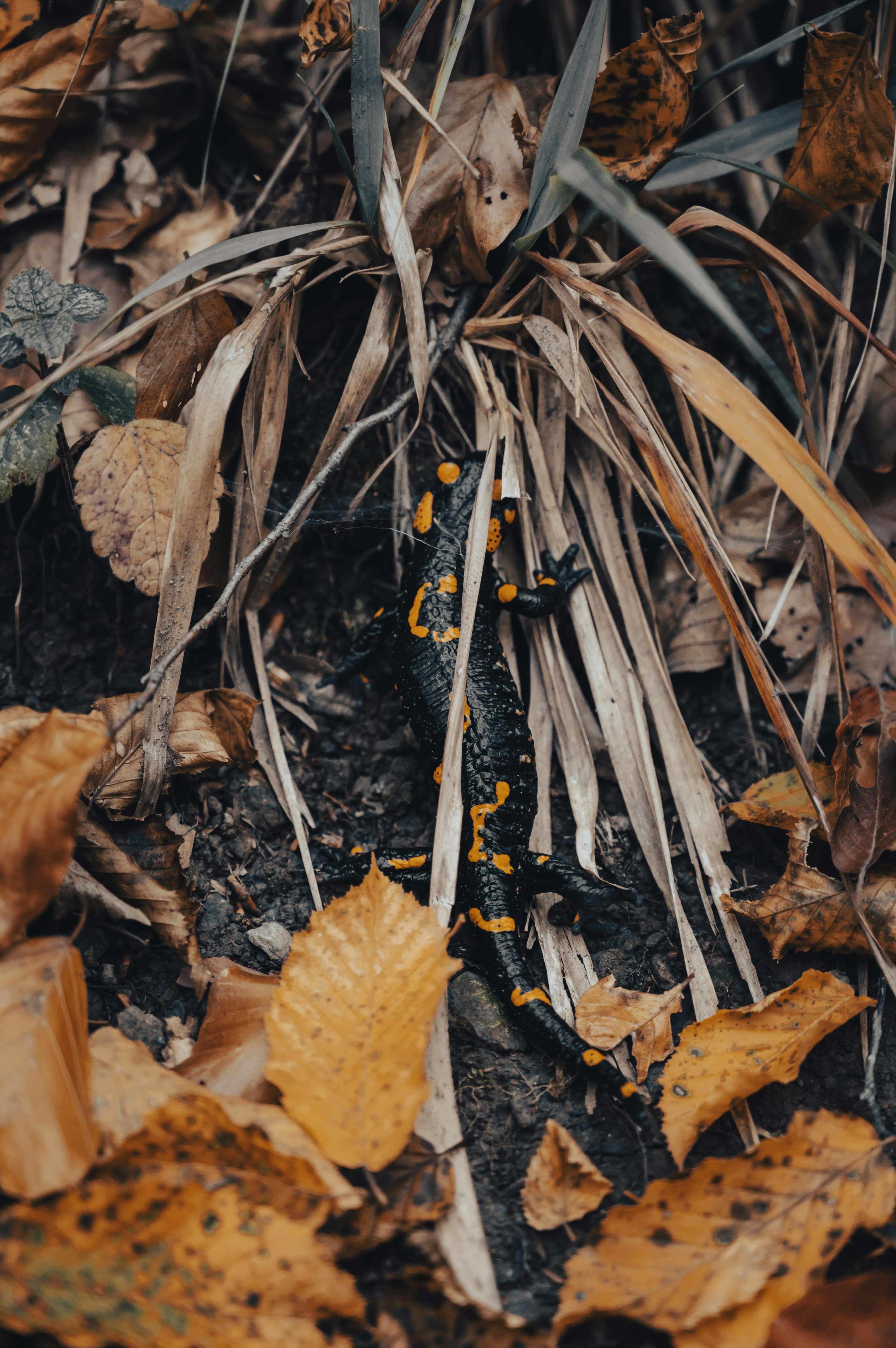 Photo by iso_excited