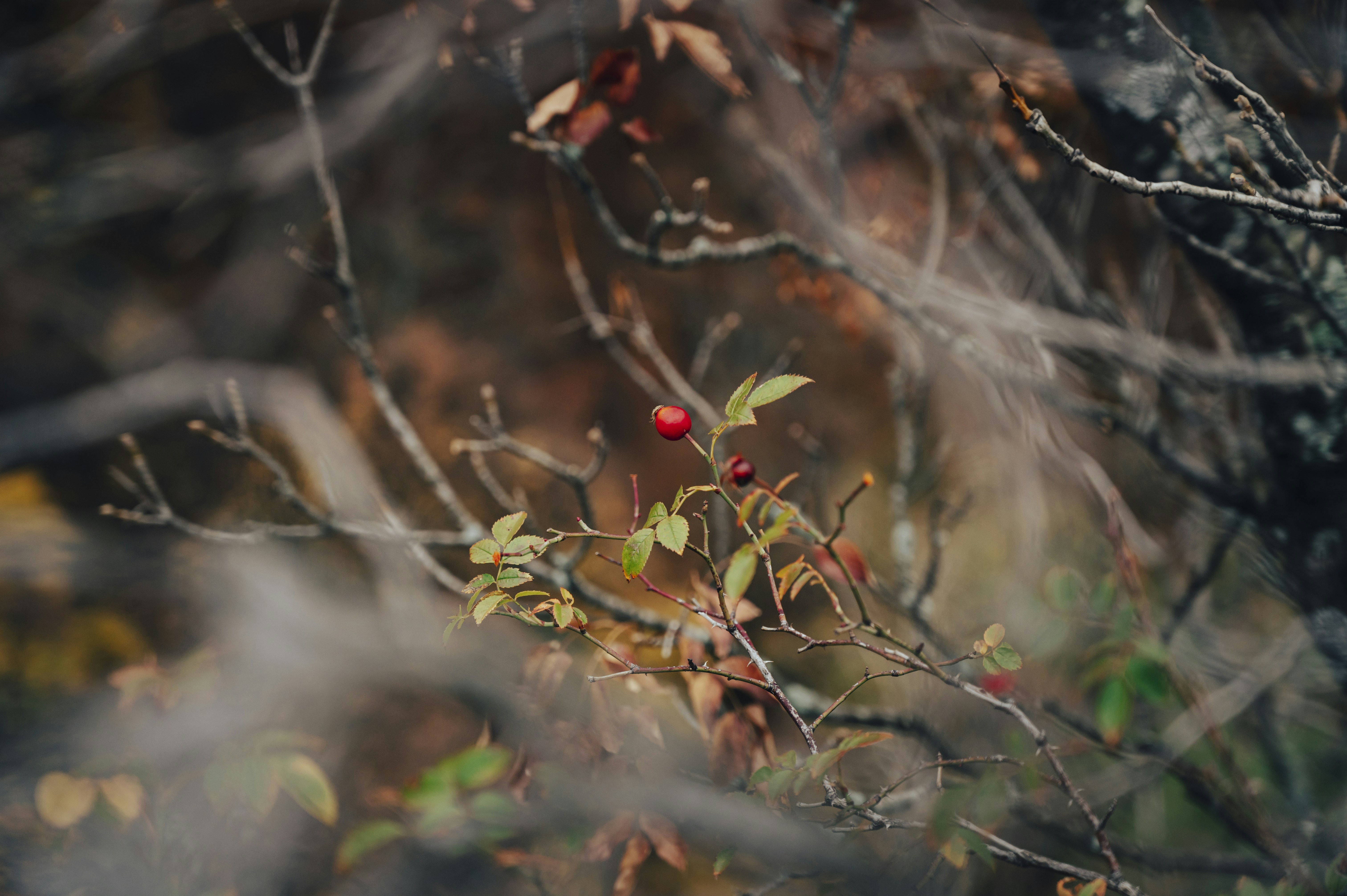 Photo by iso_excited