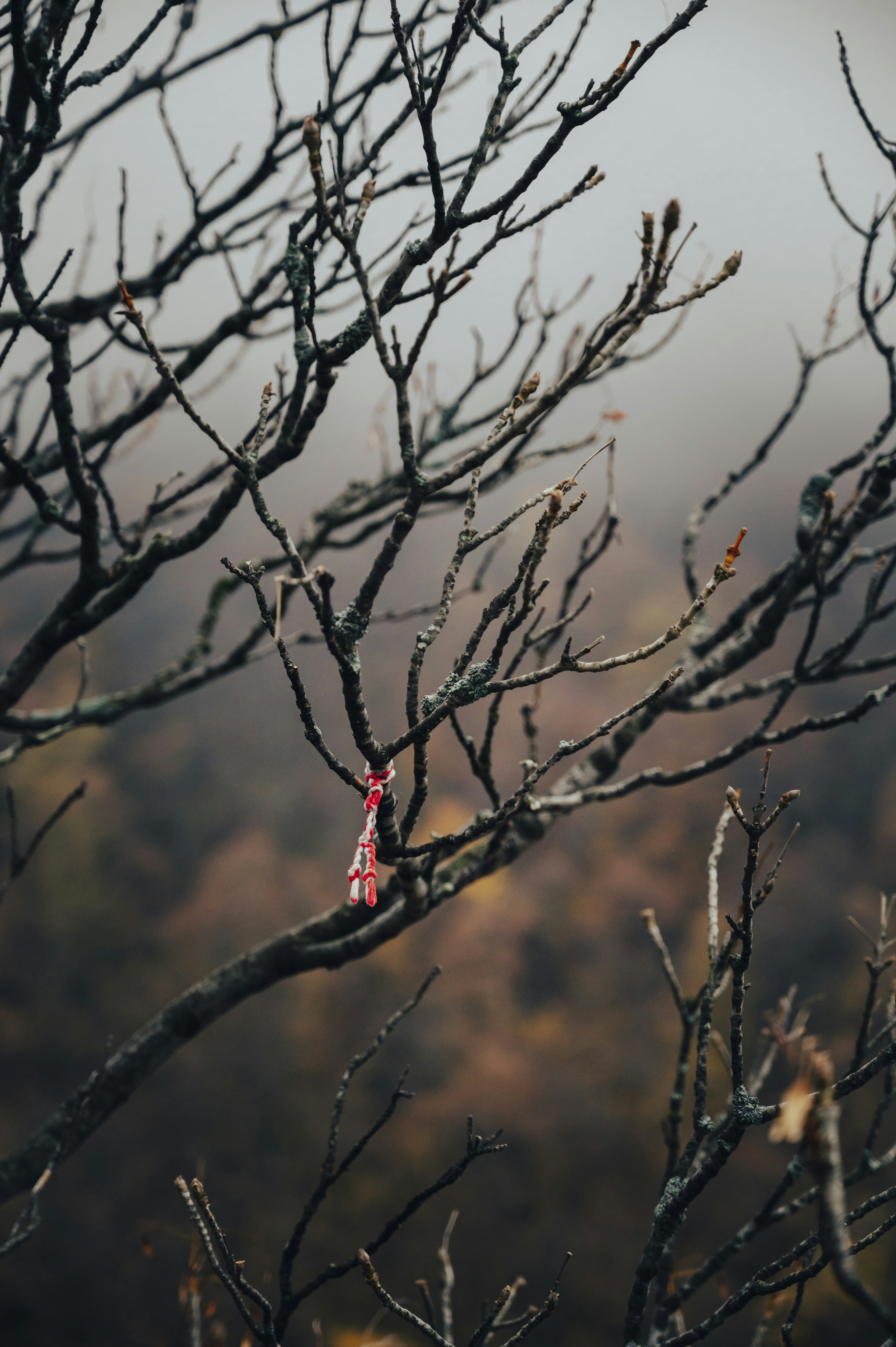 Bare branches with a red ribbon in foggy forest