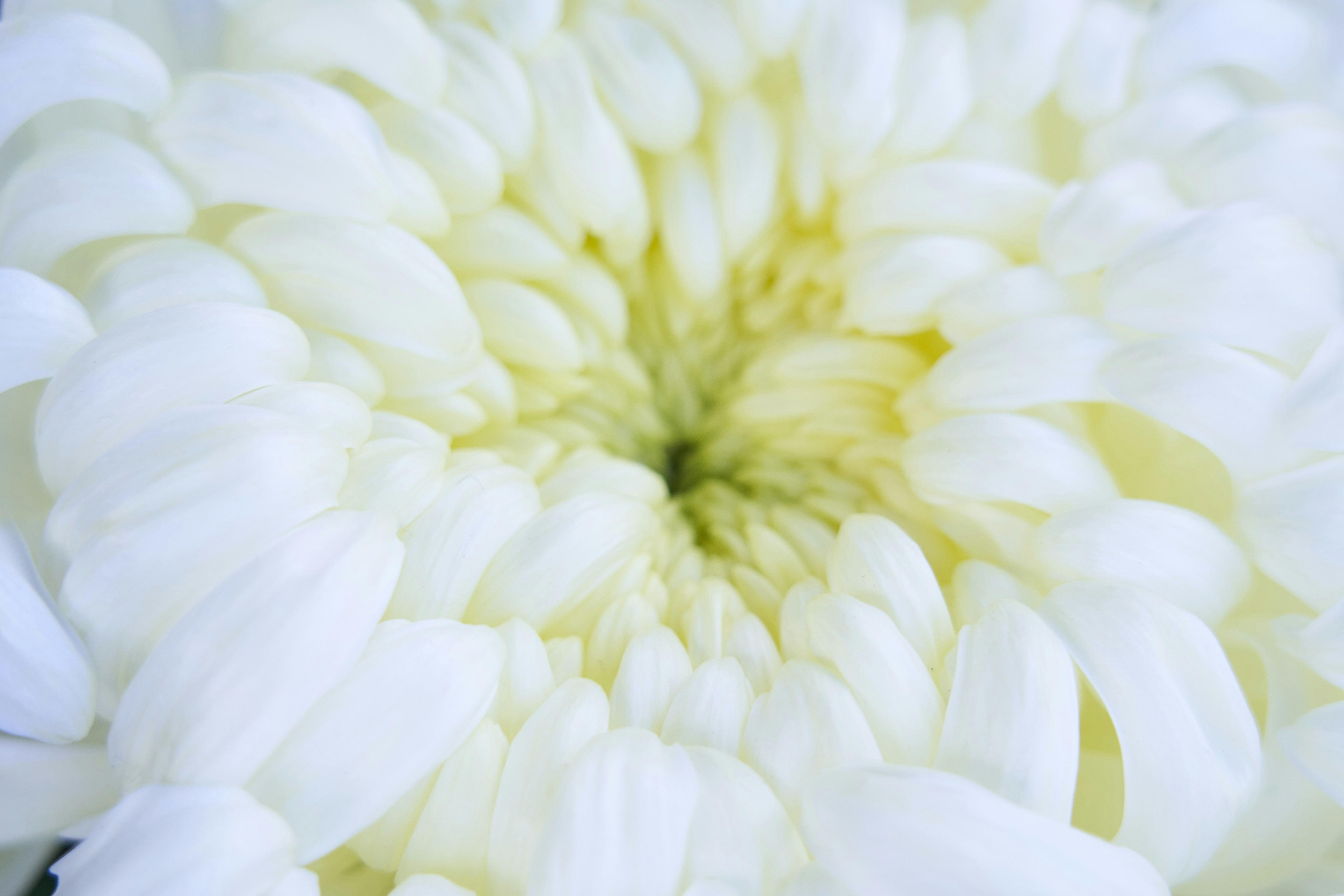 Photo by hiroyanakashi