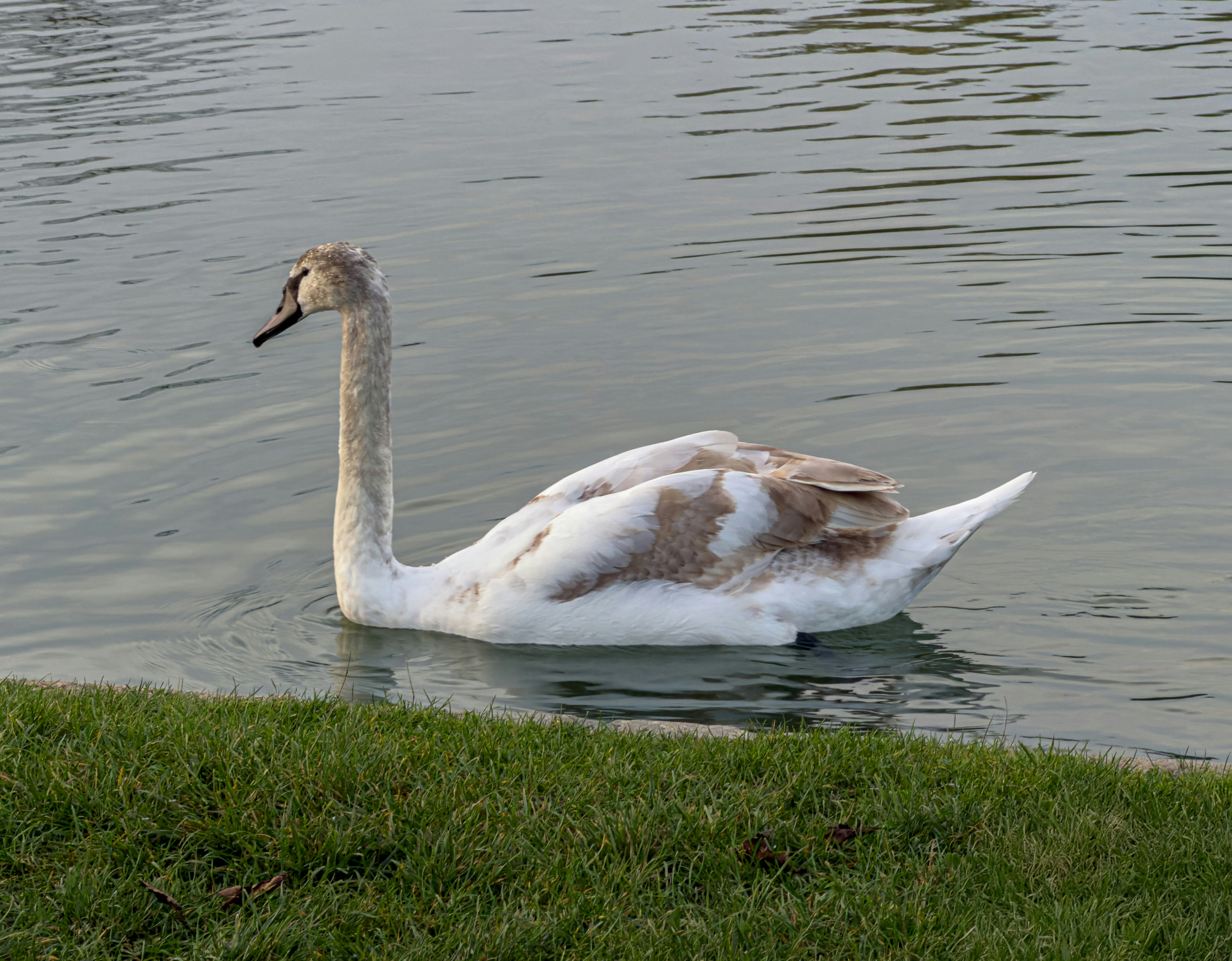 Photo by brett_jordan