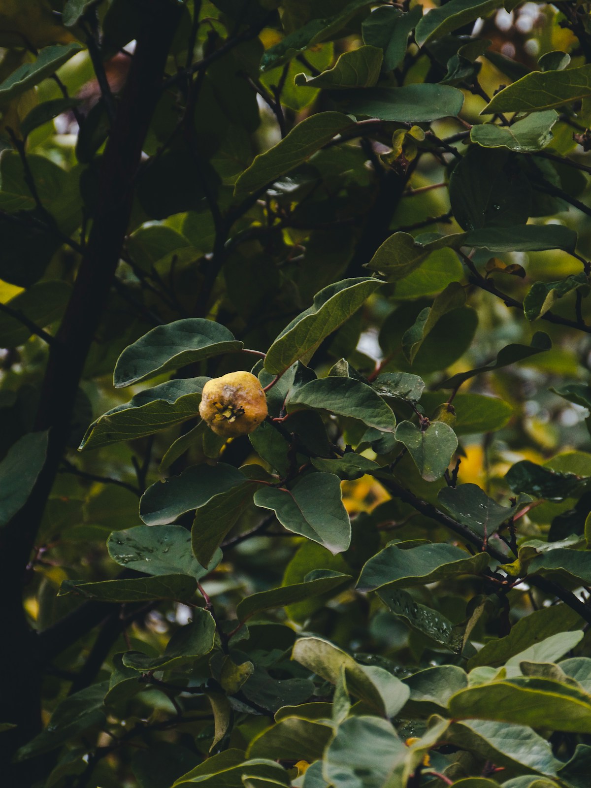 Korean Sebum Control for Oily Skin: Products That Work