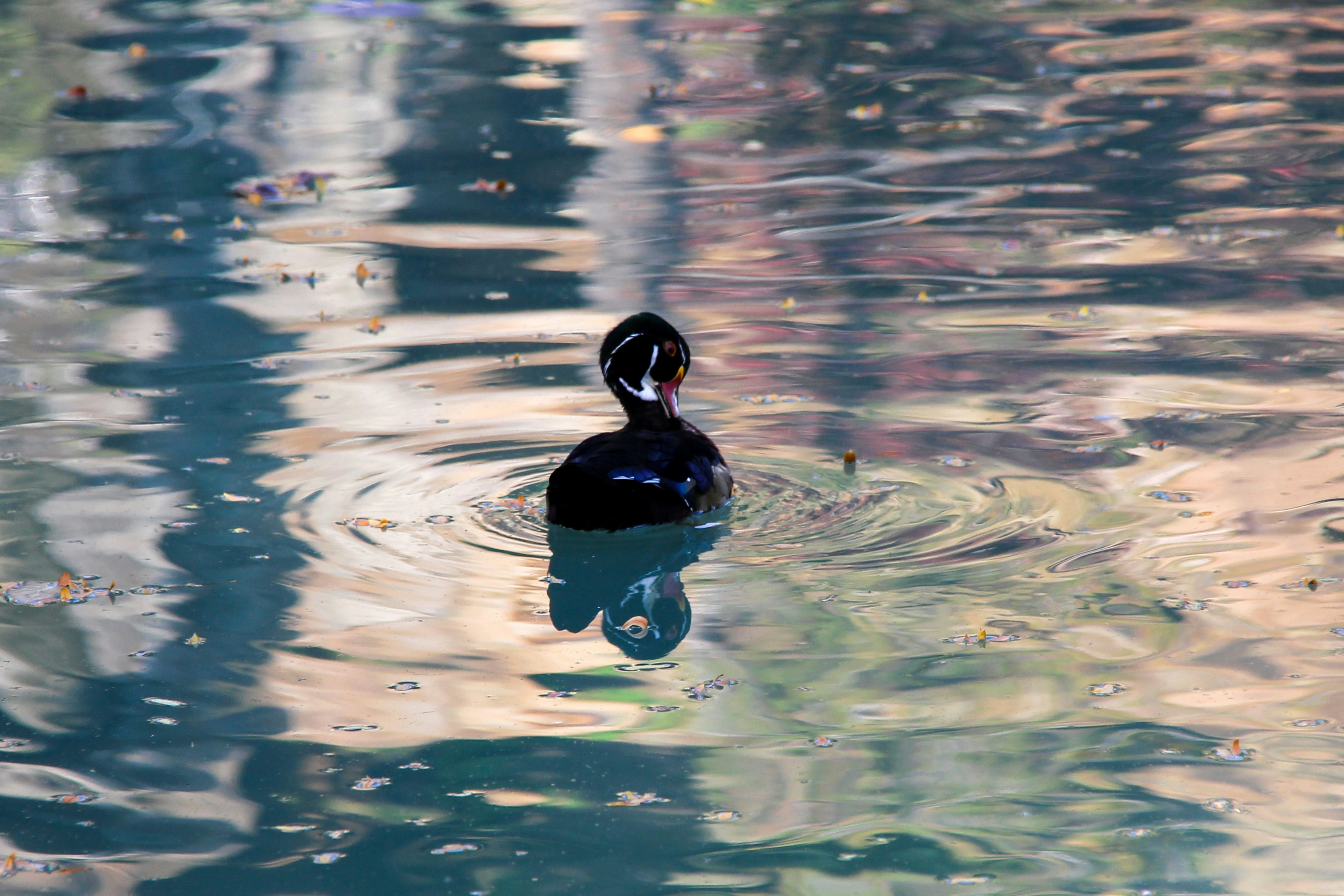 Photo by anushkaasharma