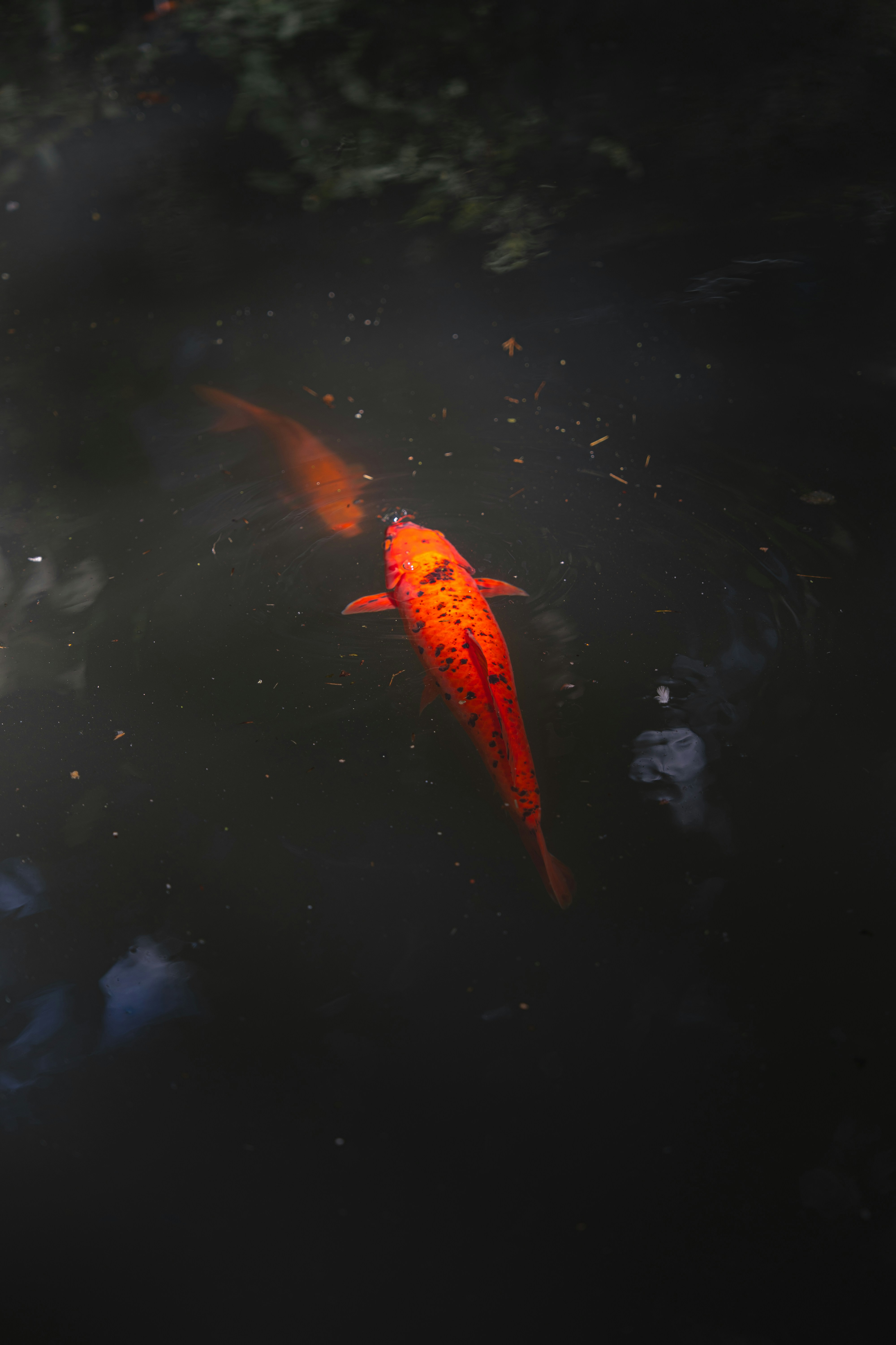 Due pesci koi arancioni nuotano in acqua scura