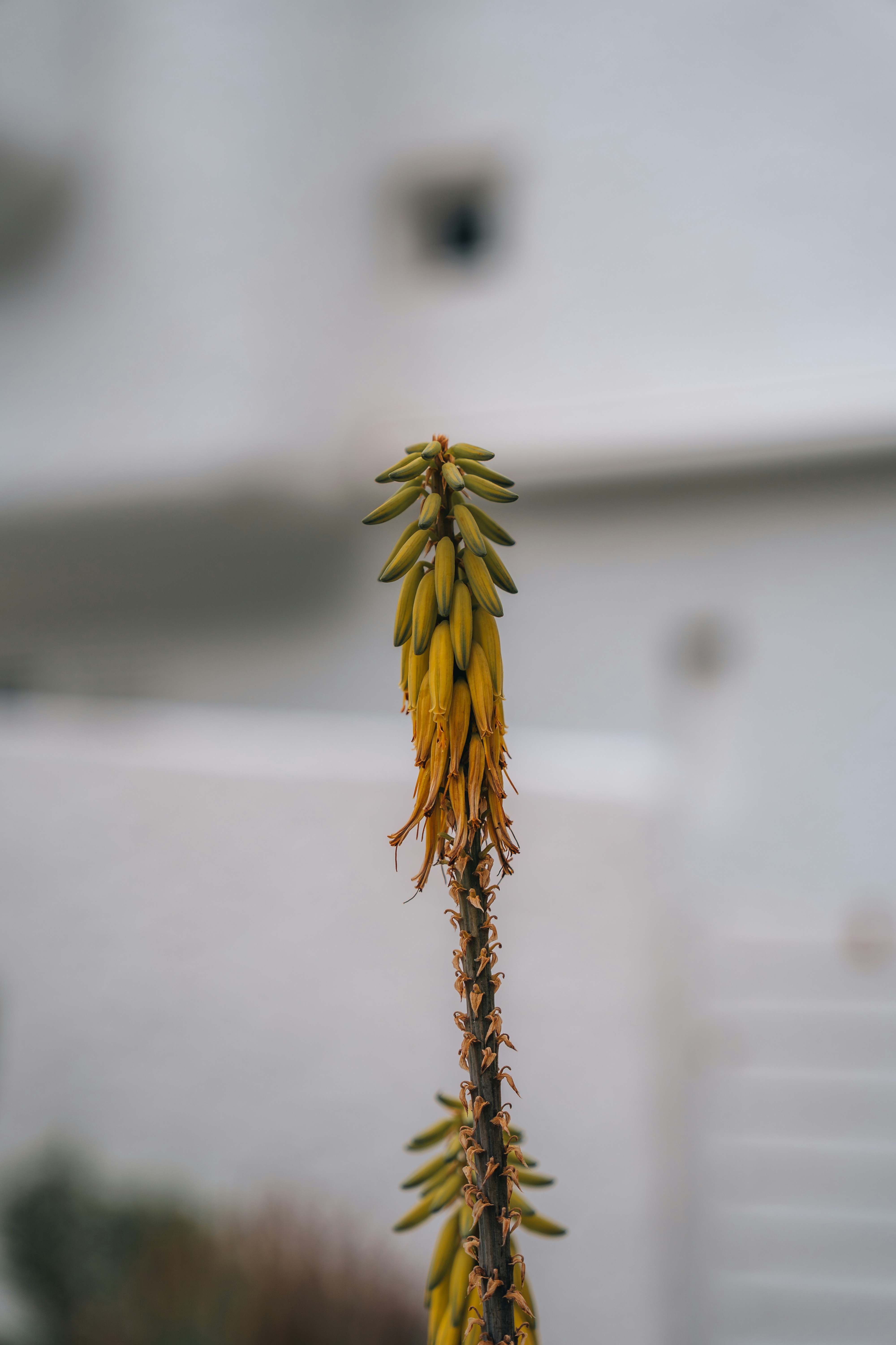 Un alto stelo di boccioli di aloe vera.