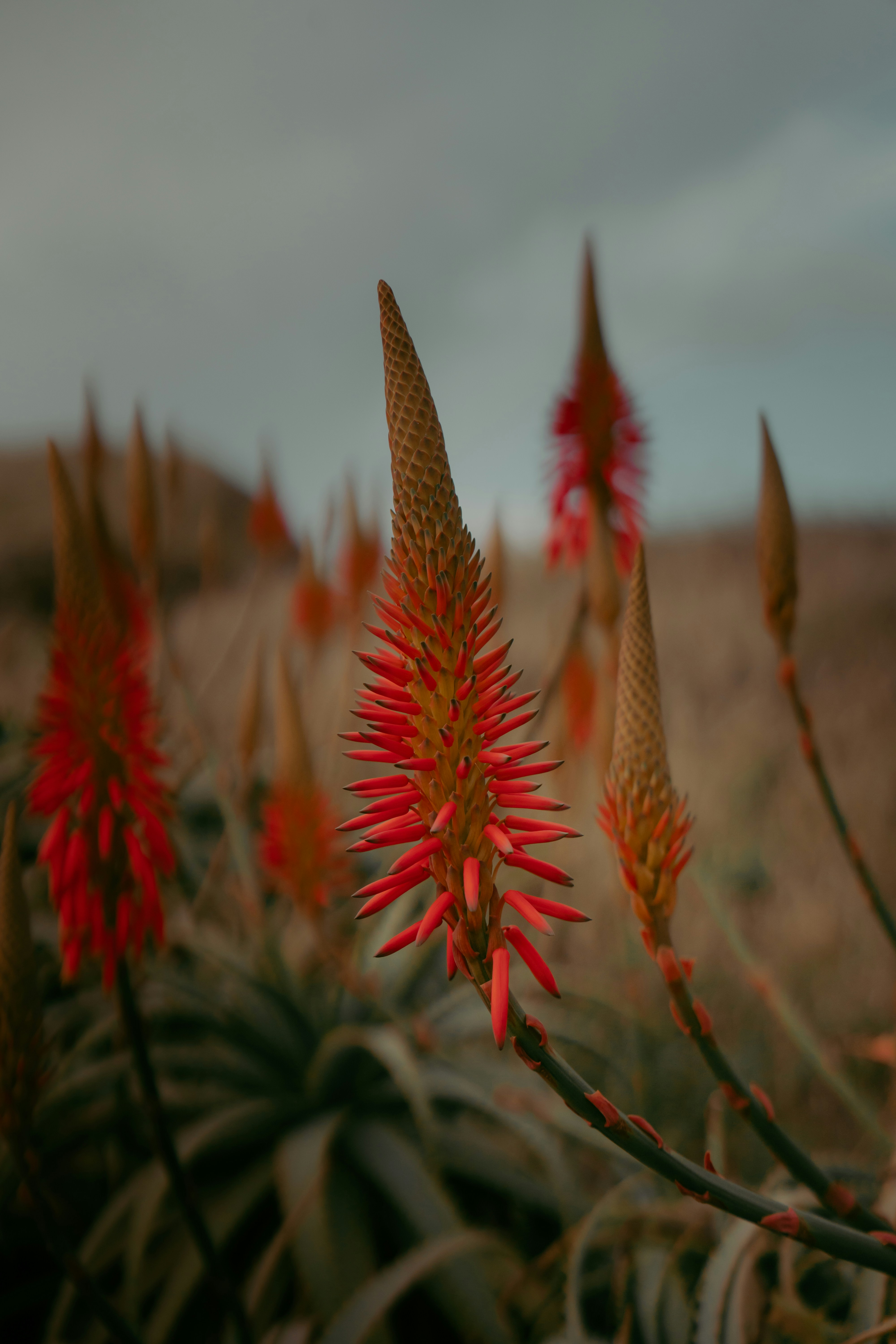 Close-up of bright red aloe vera flowers blooming outdoors.