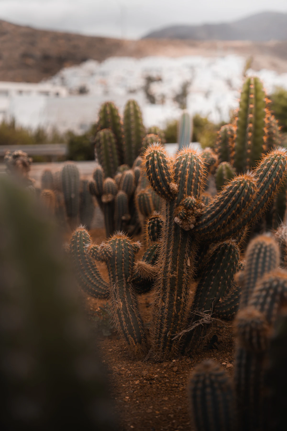 Collection of cacti in a desert landscape