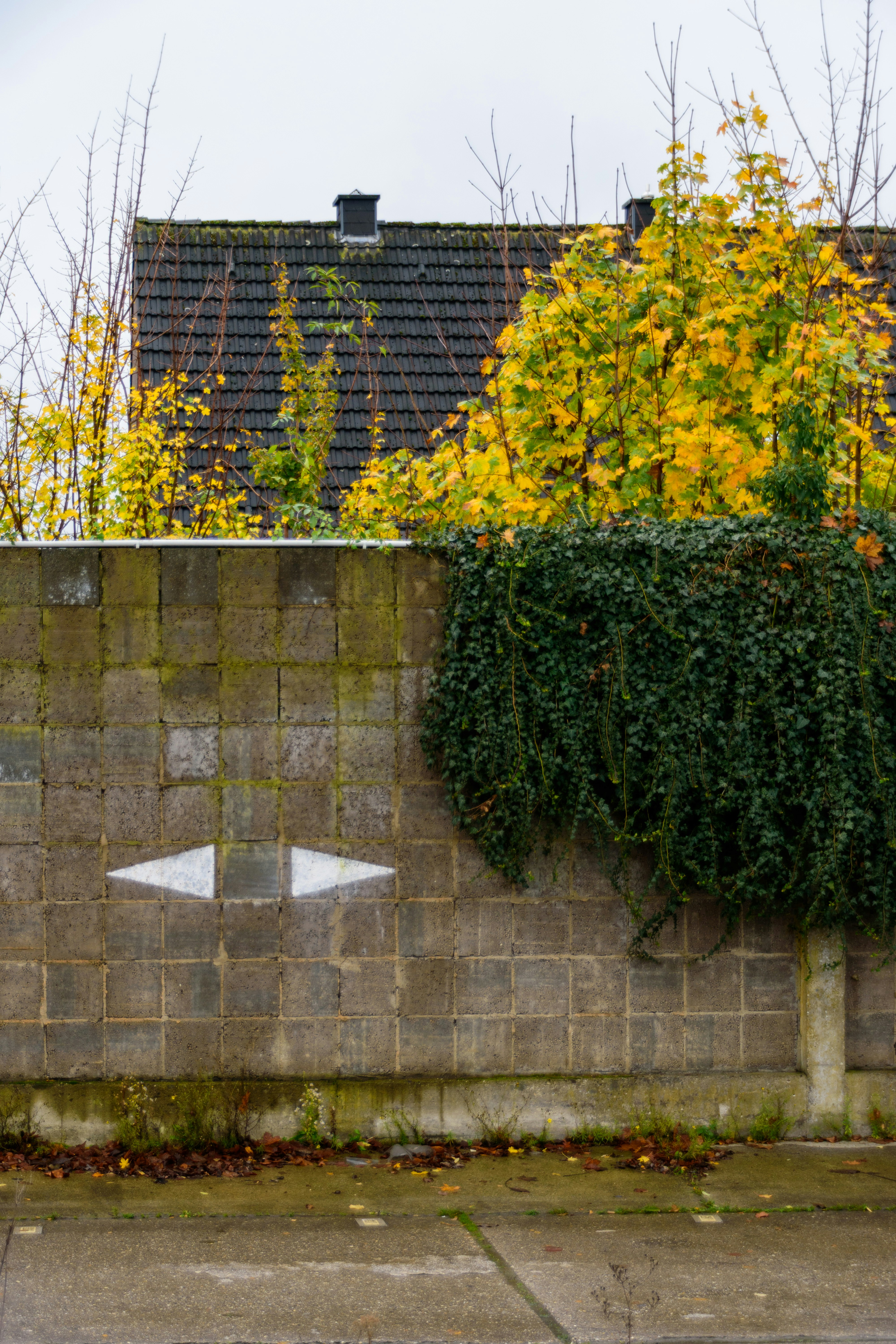 A grey stone wall with green ivy and yellow leaves.