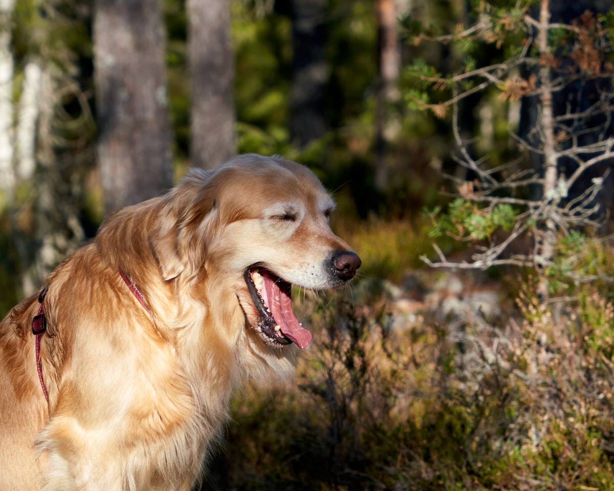 Golden retriever in forest setting