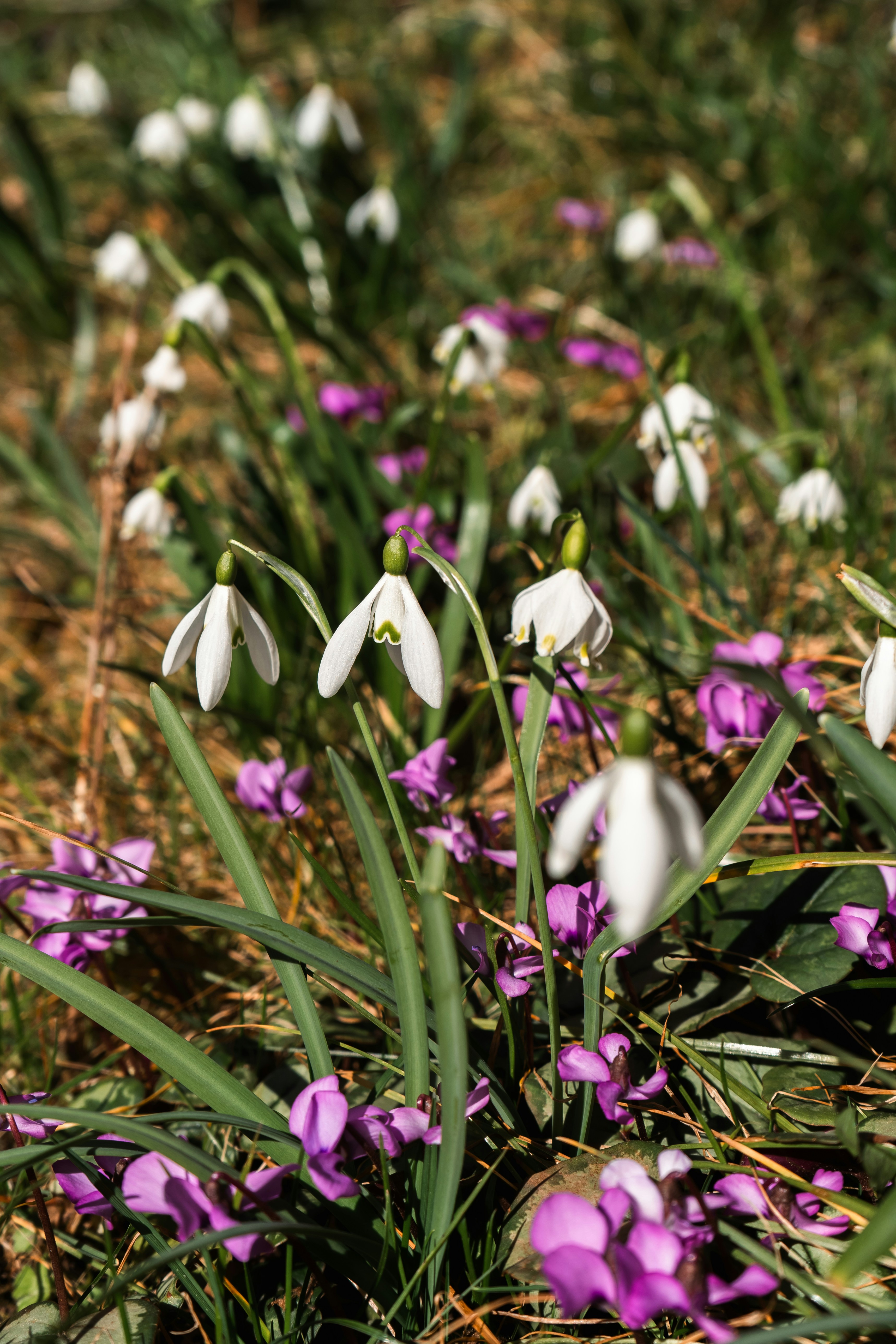 Photo by melina_dominic