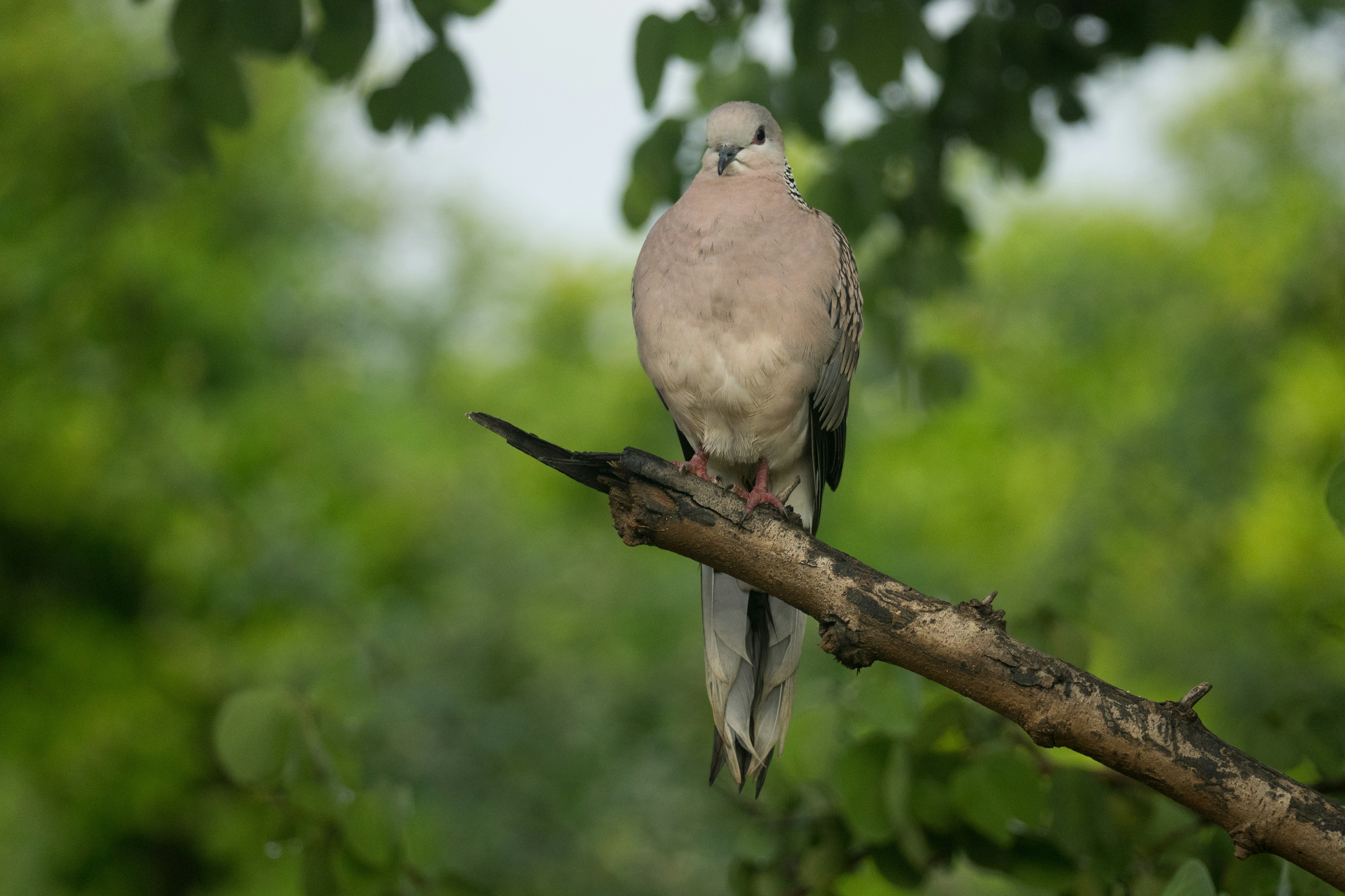 Photo by mamunsrizon