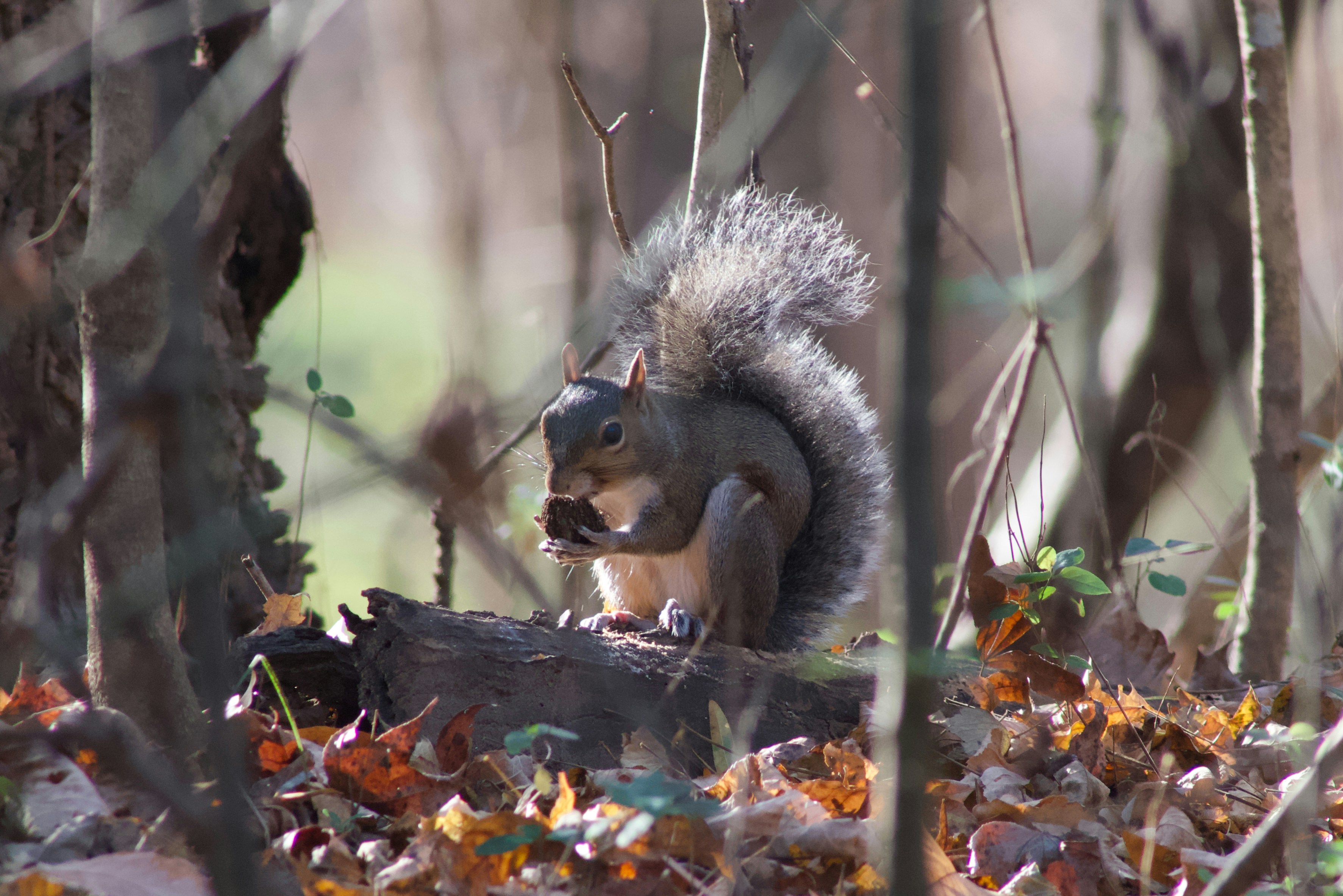 Photo by agilesyndrome