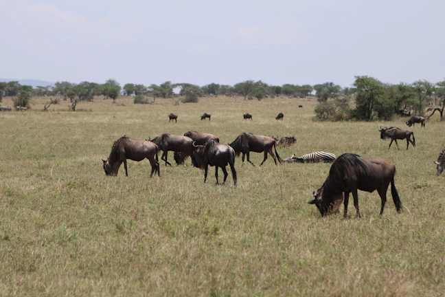 3-Day Luxury Arusha Itinerary: Premium Tanzania Travel