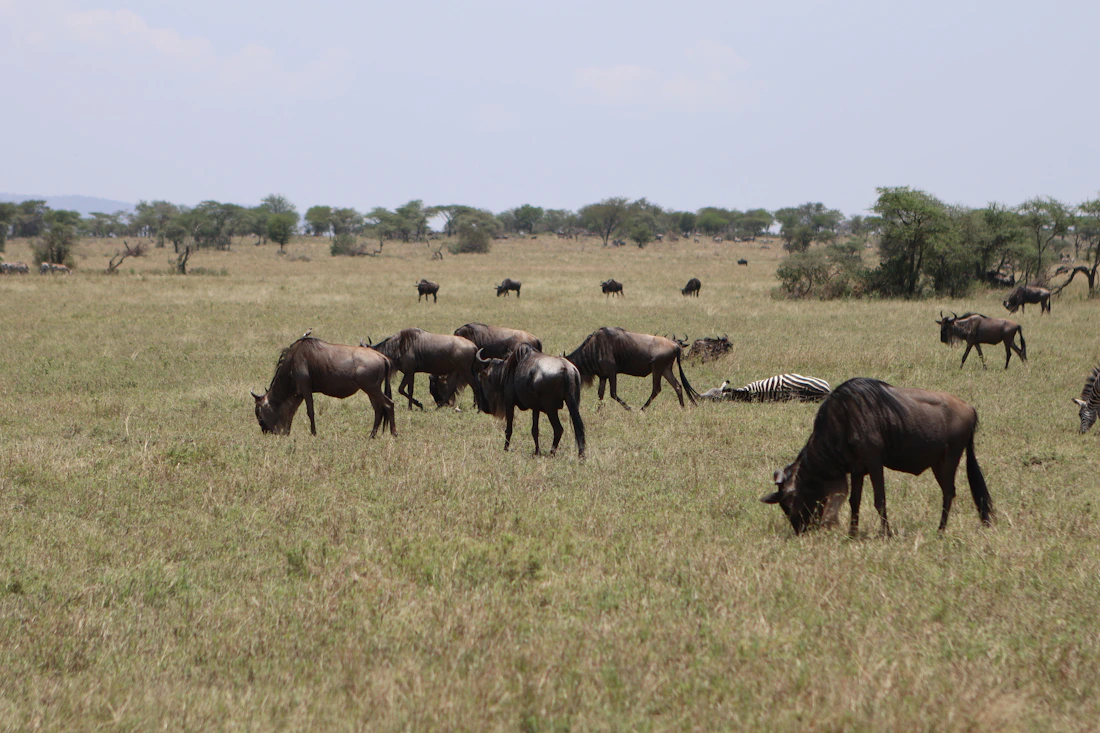 Southern Serengeti
