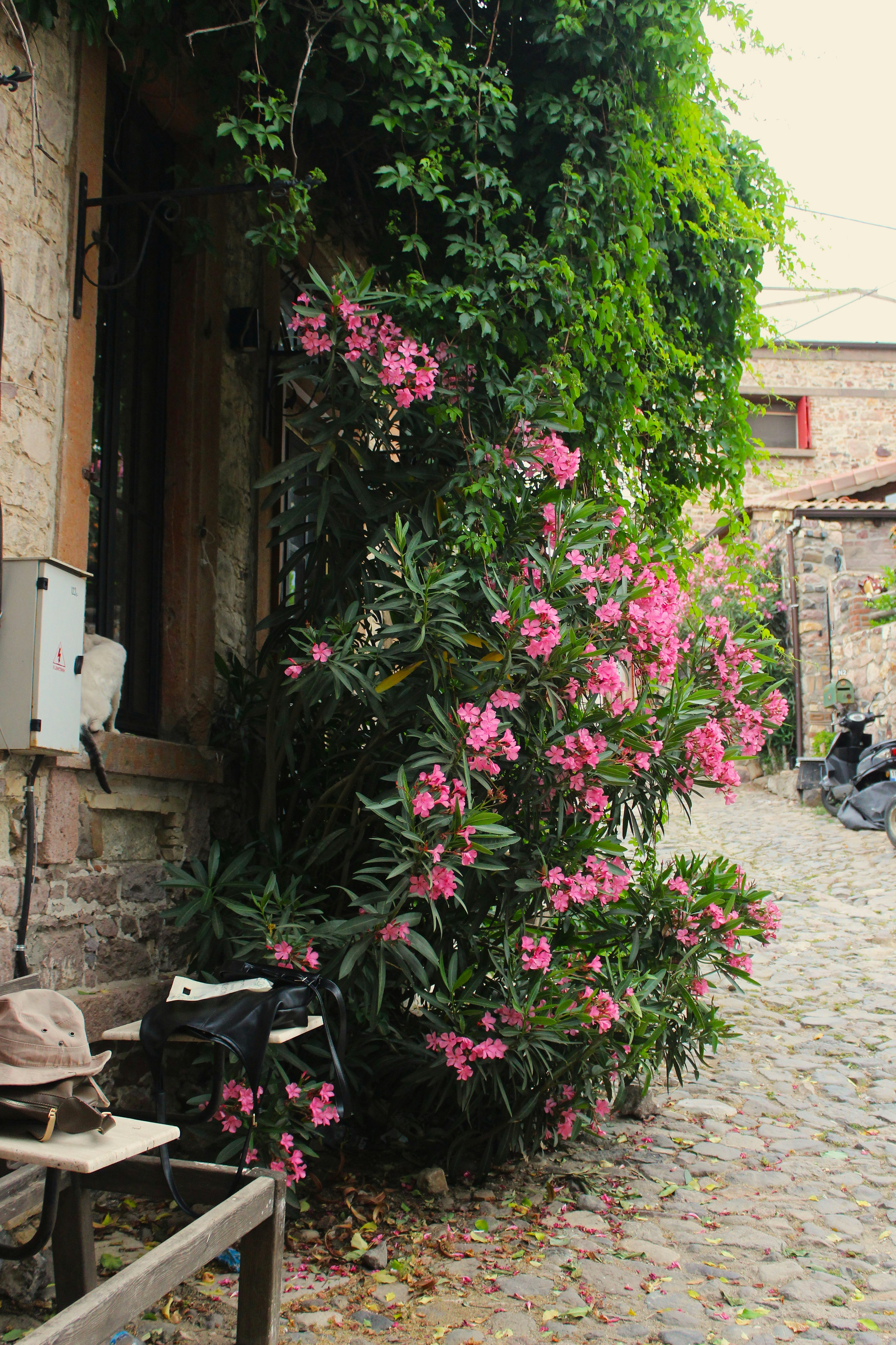 Pink oleander flowers bloom beside a stone wall.