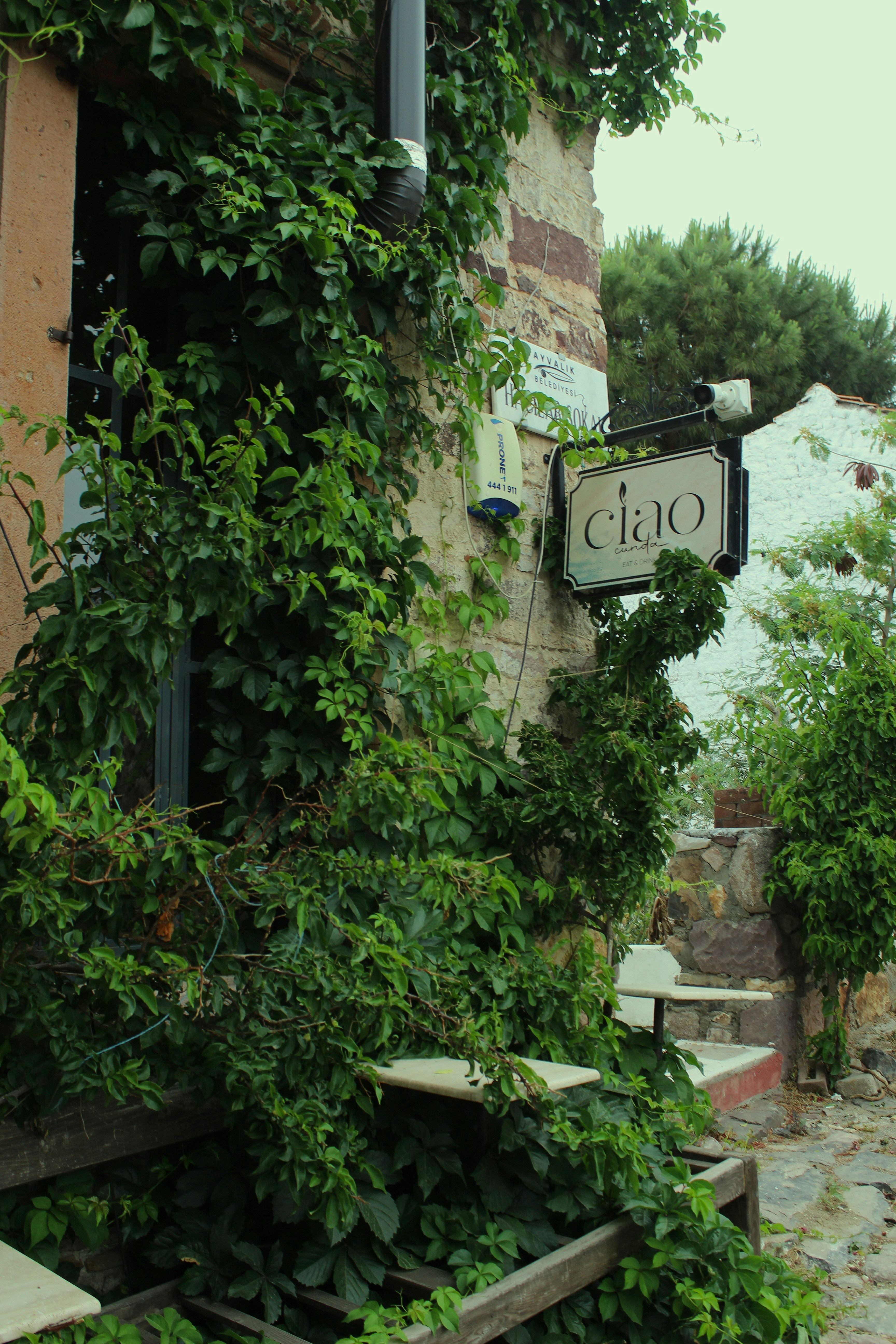 Ivy covers a building with a "ciao" sign.