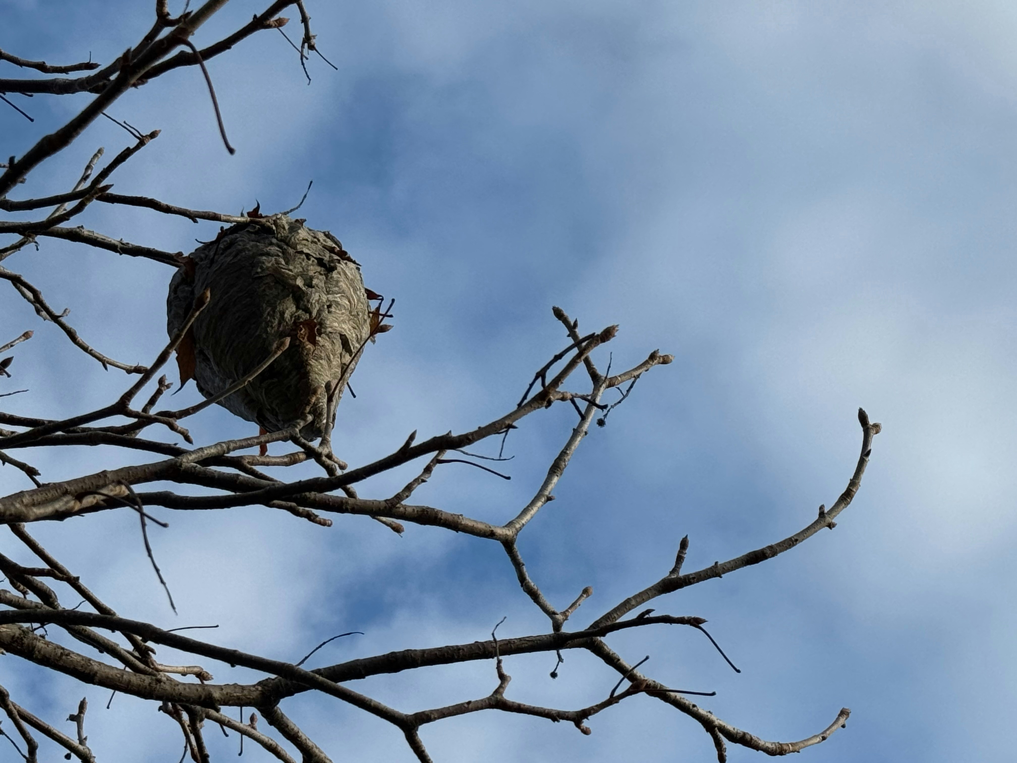Wasp nest hanging from a bare tree branch