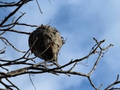 Wasp nest hanging from bare tree branches against sky
