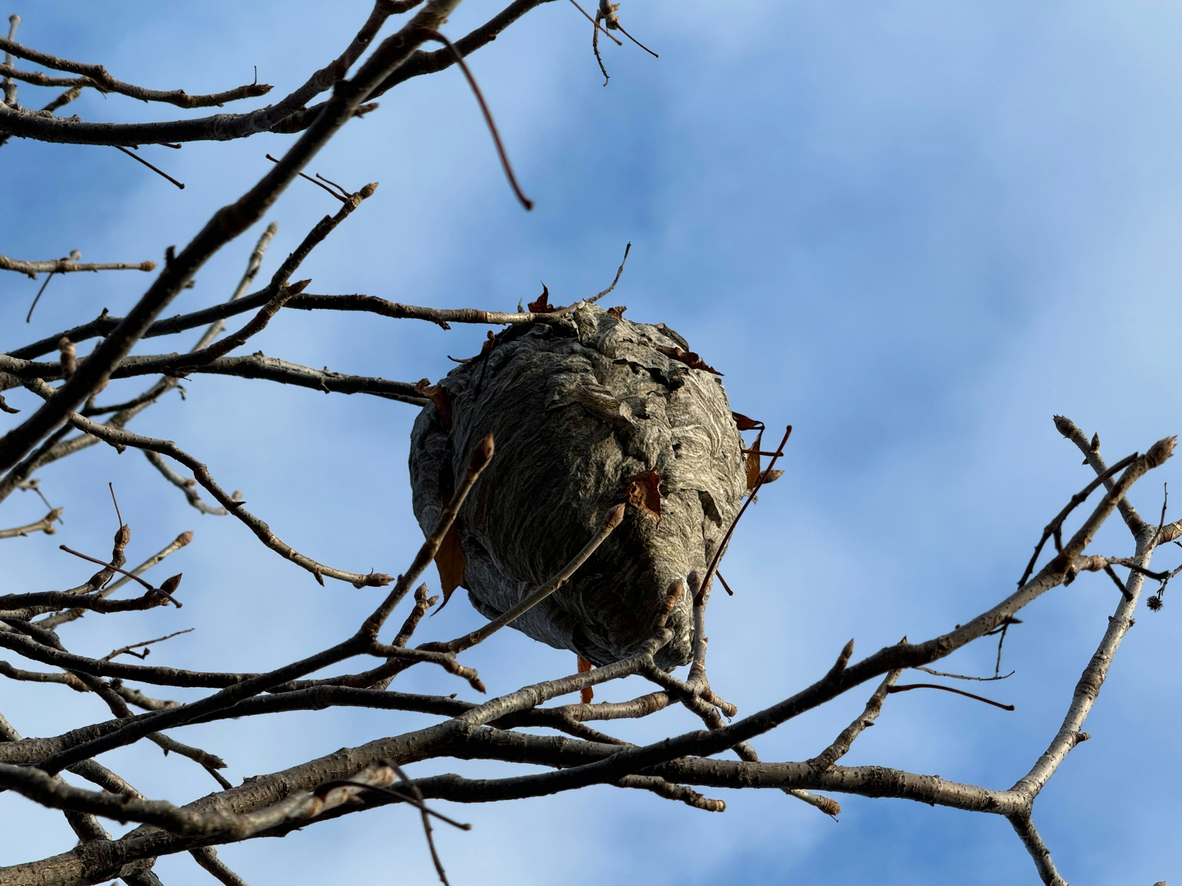 Wasp nest hanging from bare tree branches against sky