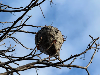 Wasp nest and hornet pest control
