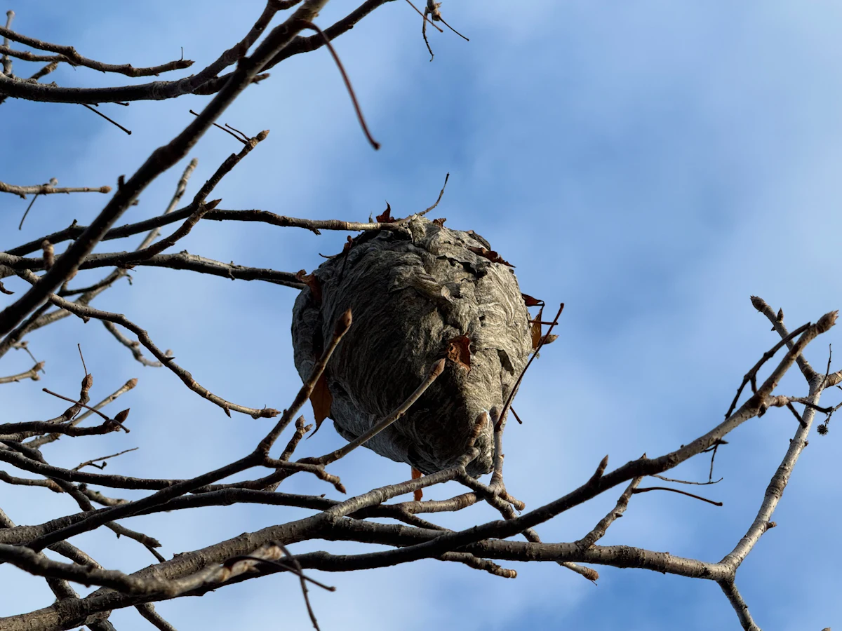 A paper wasp nest hanging from bare tree branches