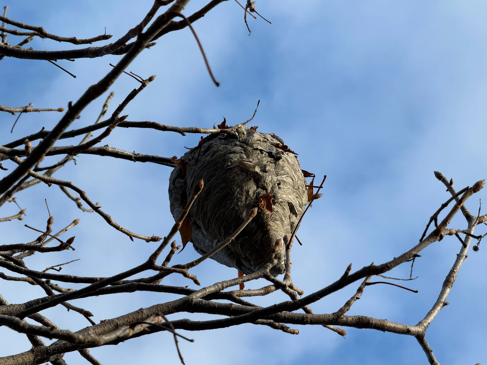 Destruction nid de frelons asiatiques à Saint-Prest