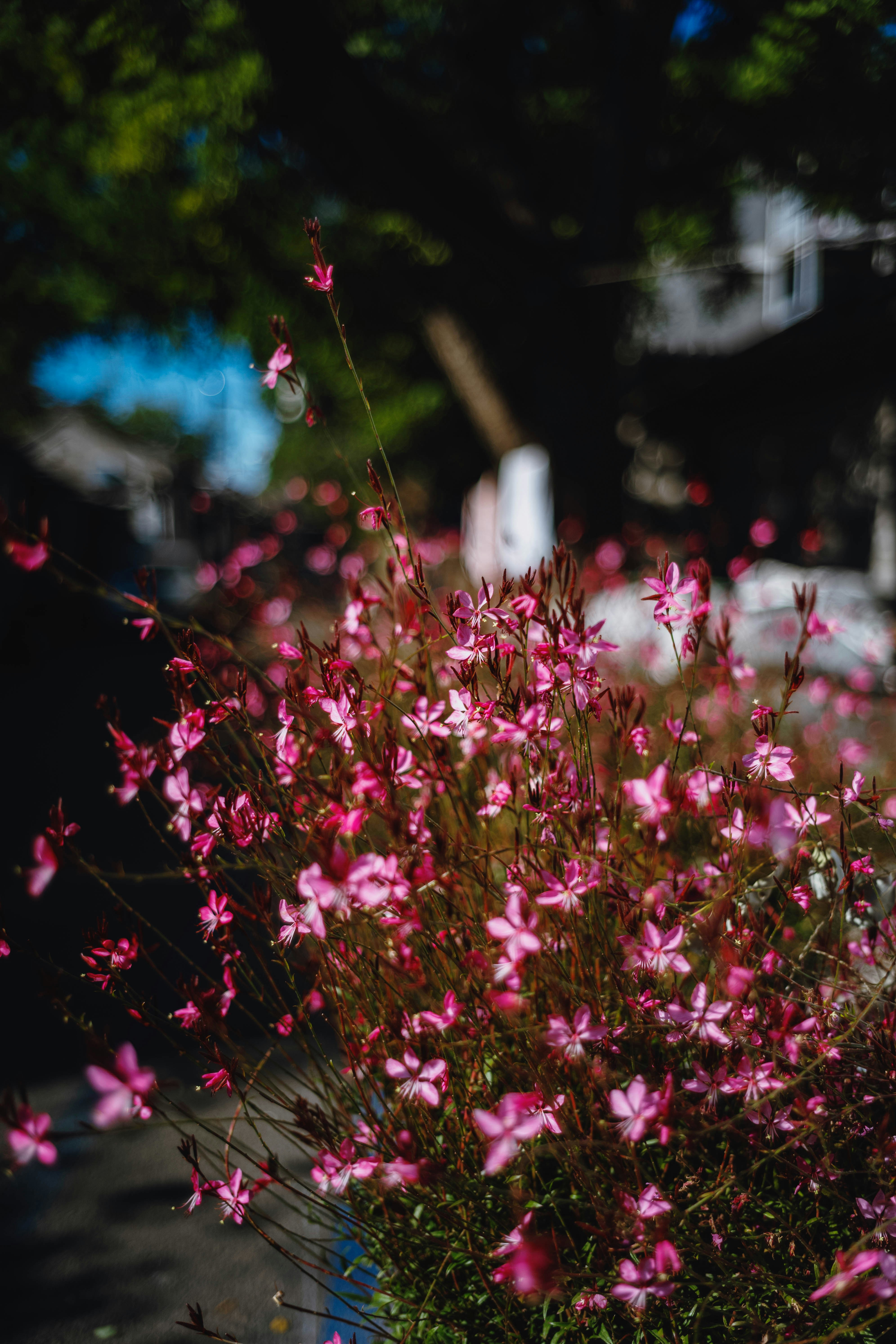 Photo by tommaomaoer