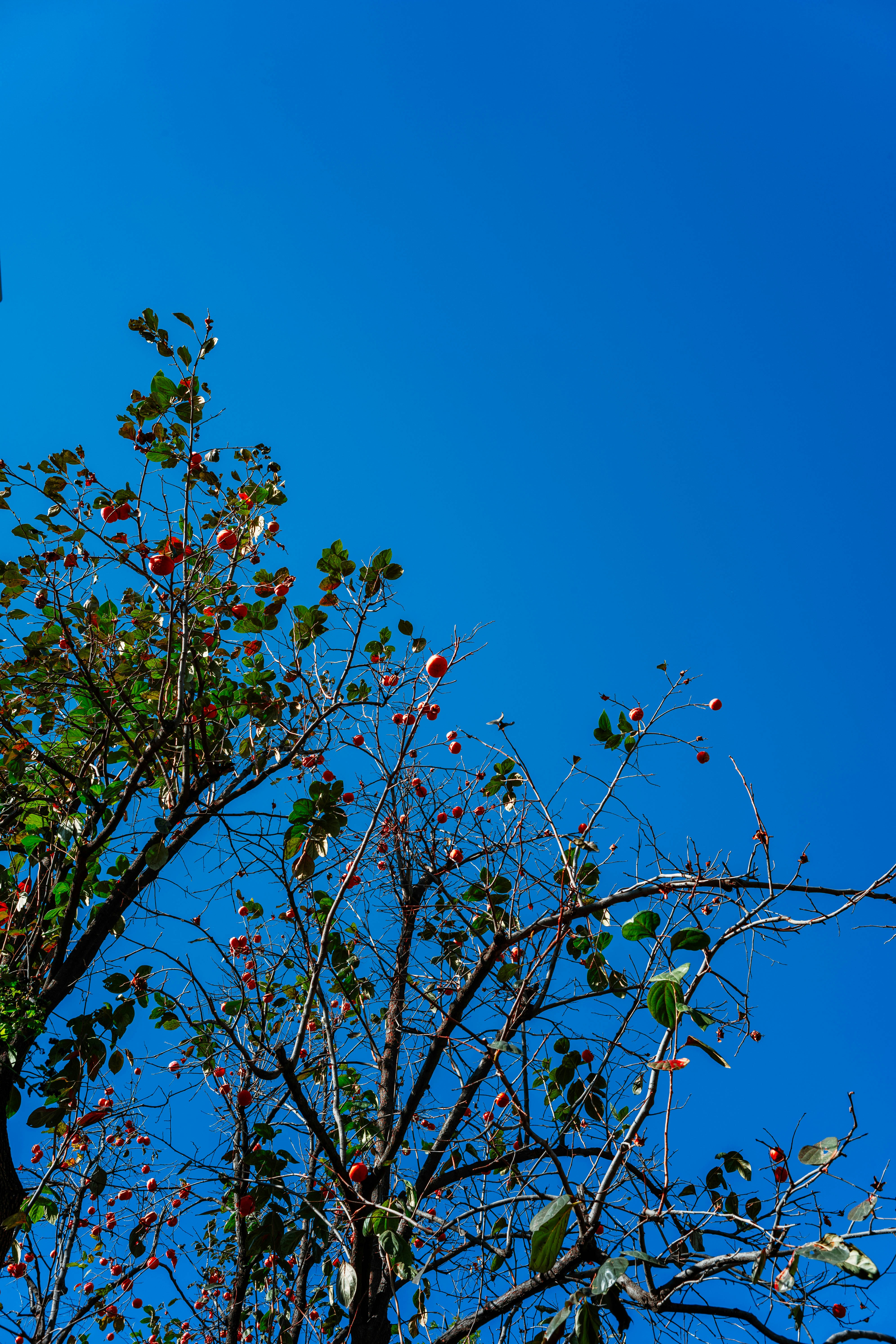 Photo by tommaomaoer