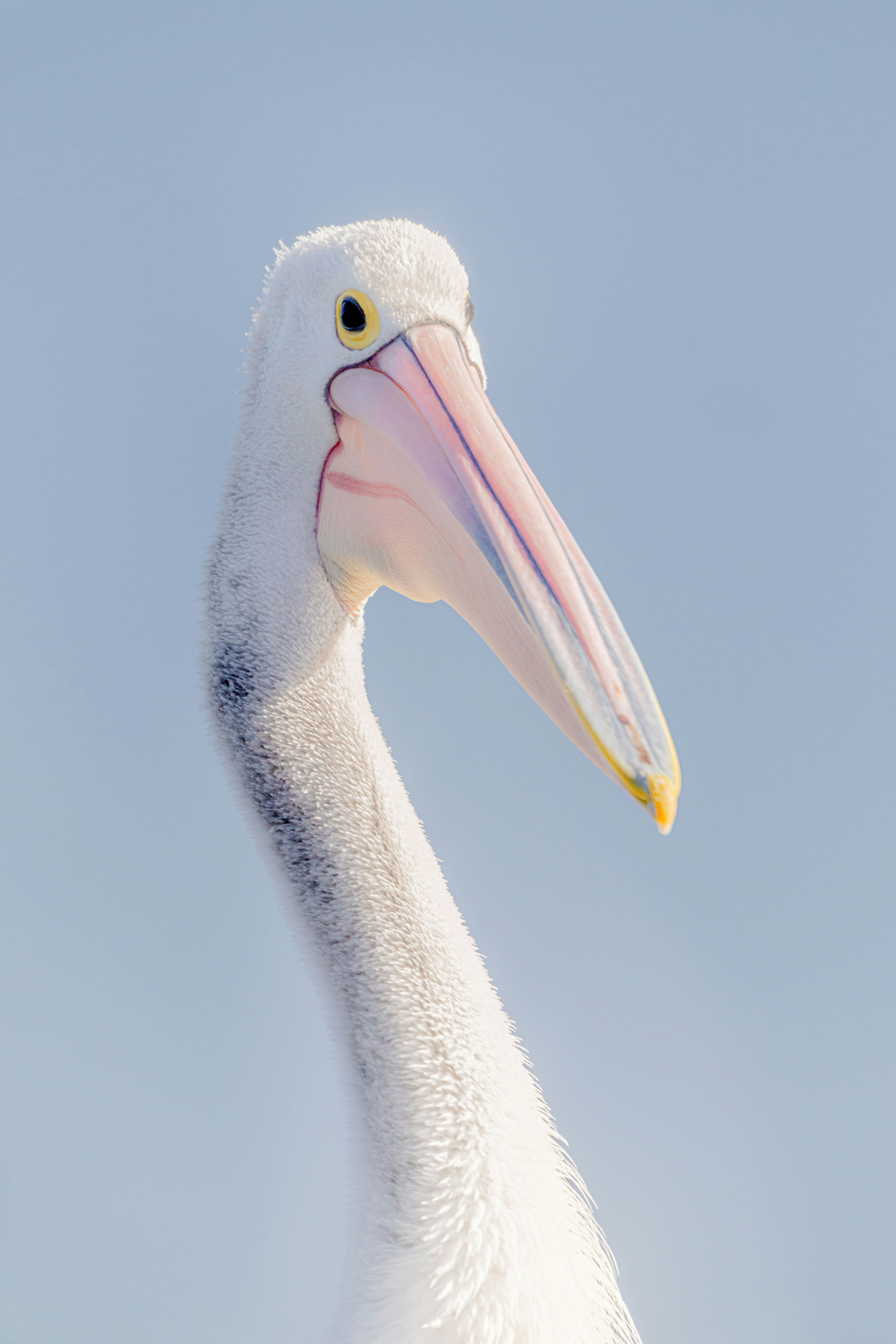 Close-up of a pelican's head and neck