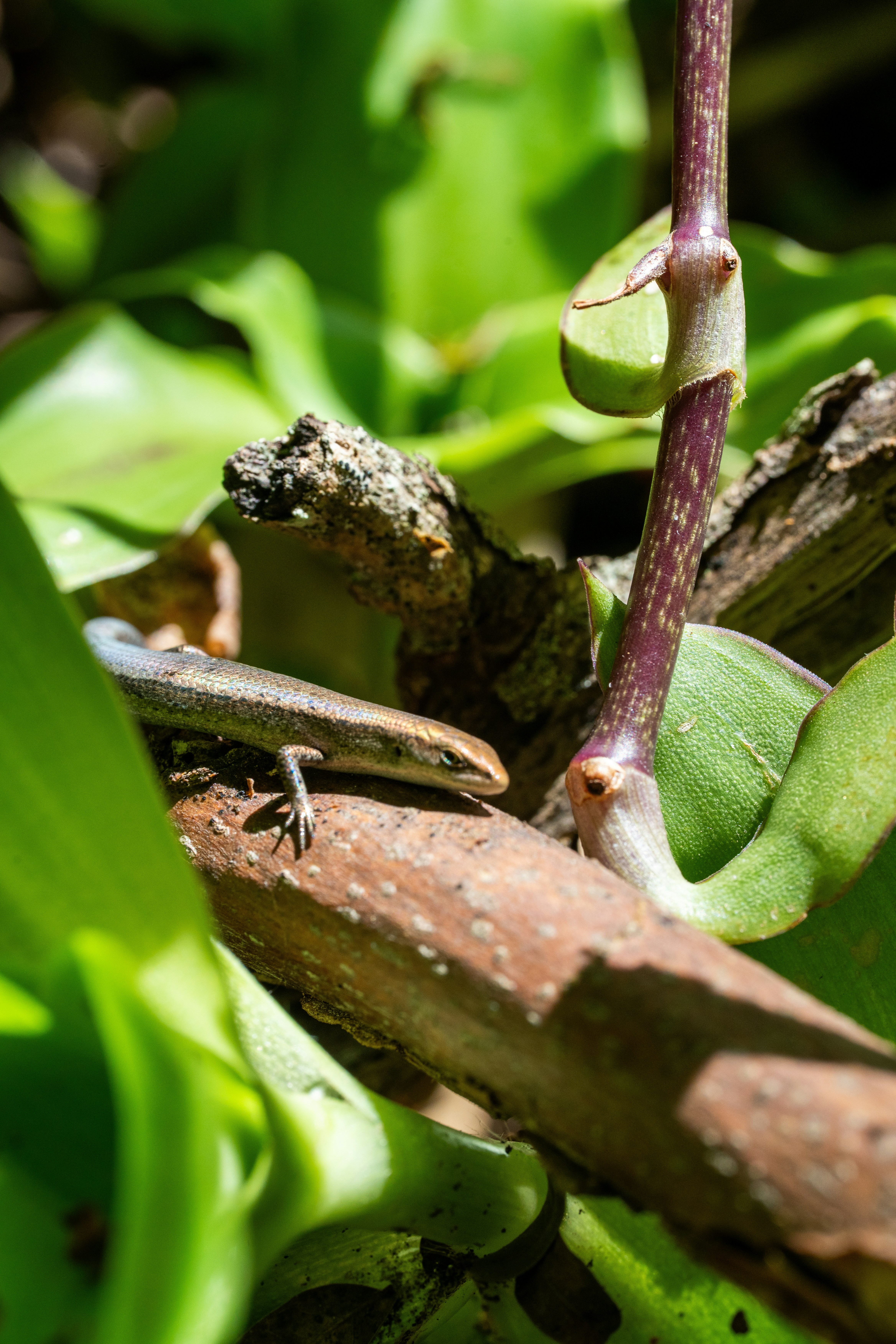 A small lizard rests on a branch among green leaves.