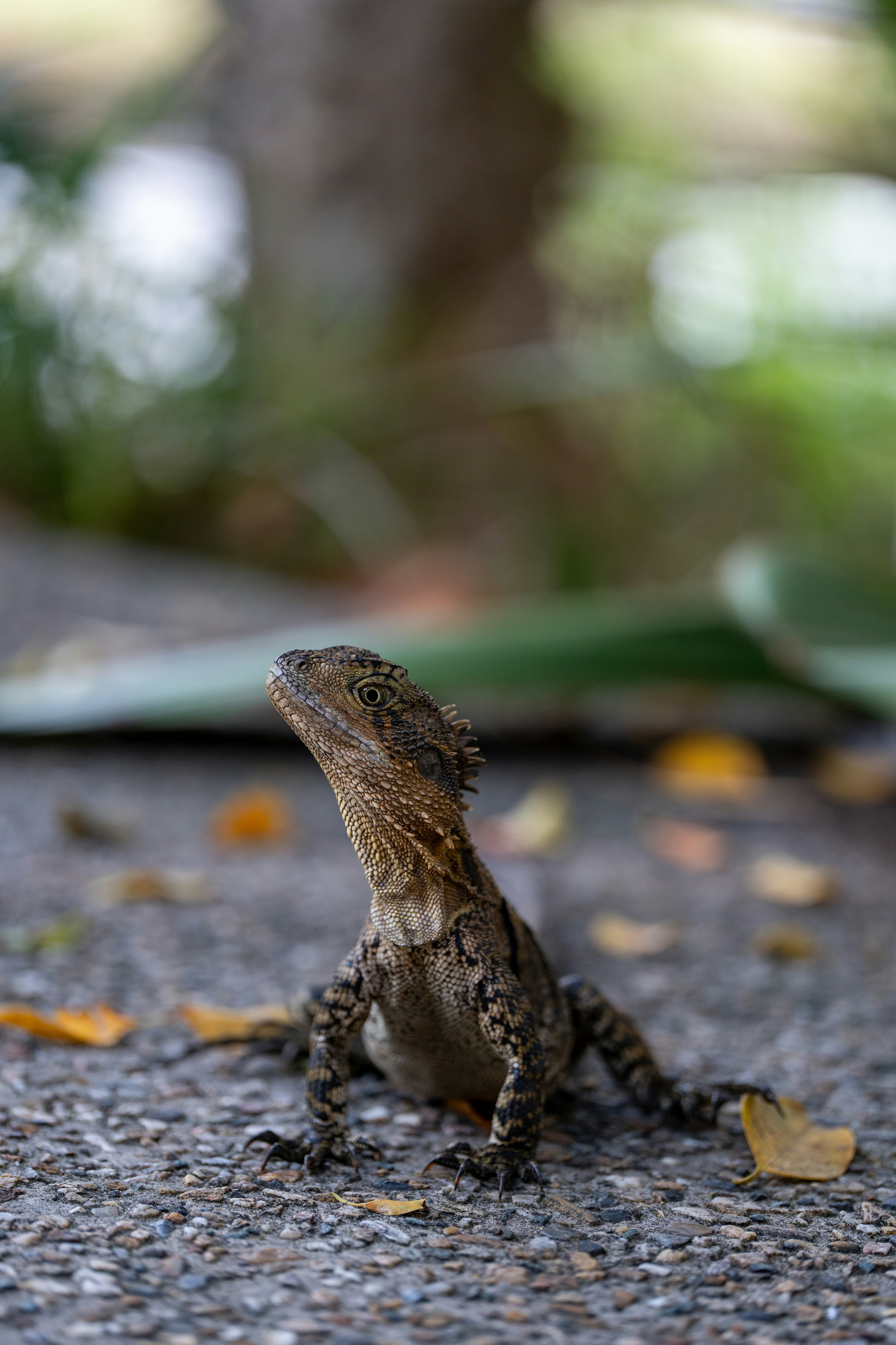 A small lizard sits on a textured surface.