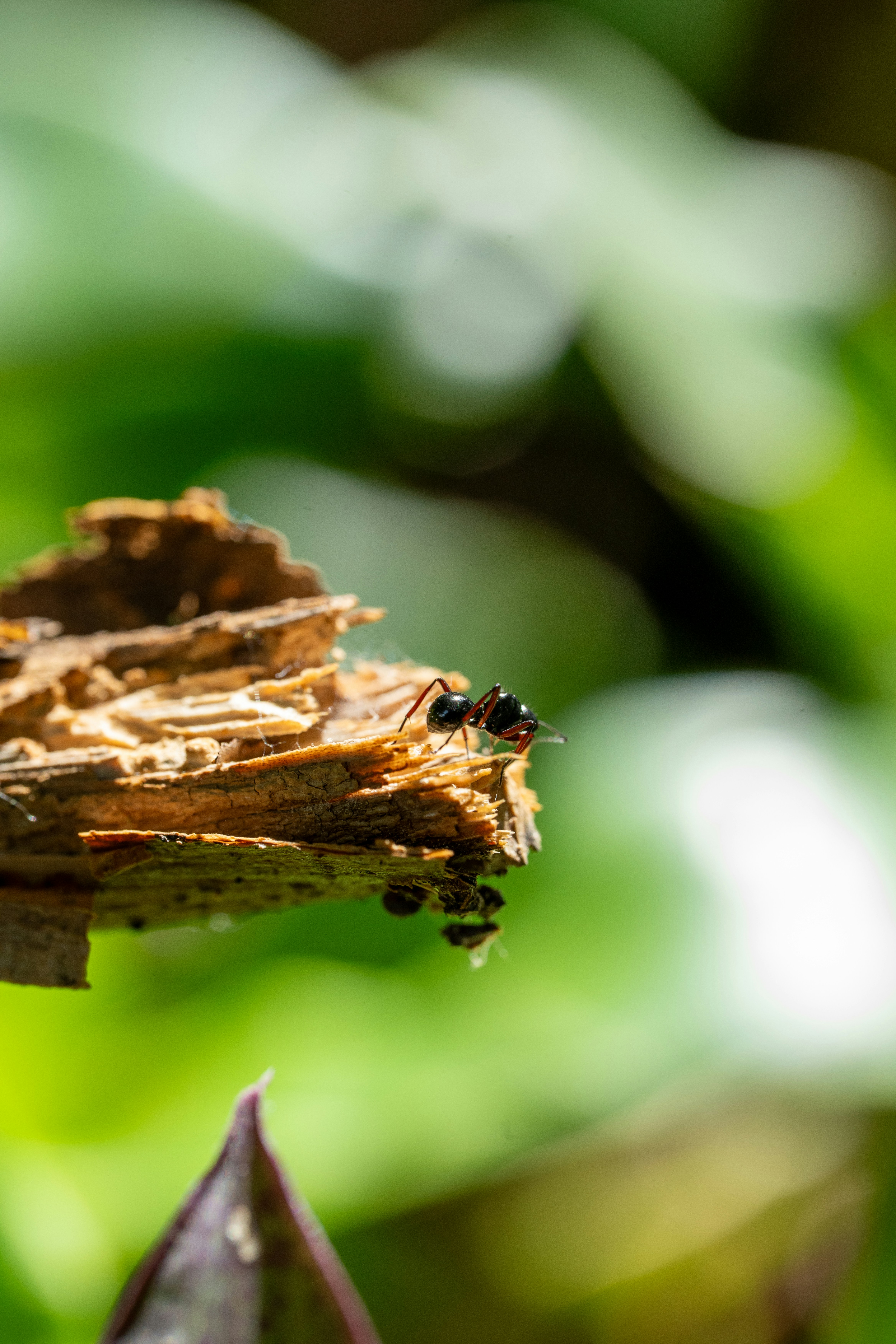 An ant crawls on a piece of wood.