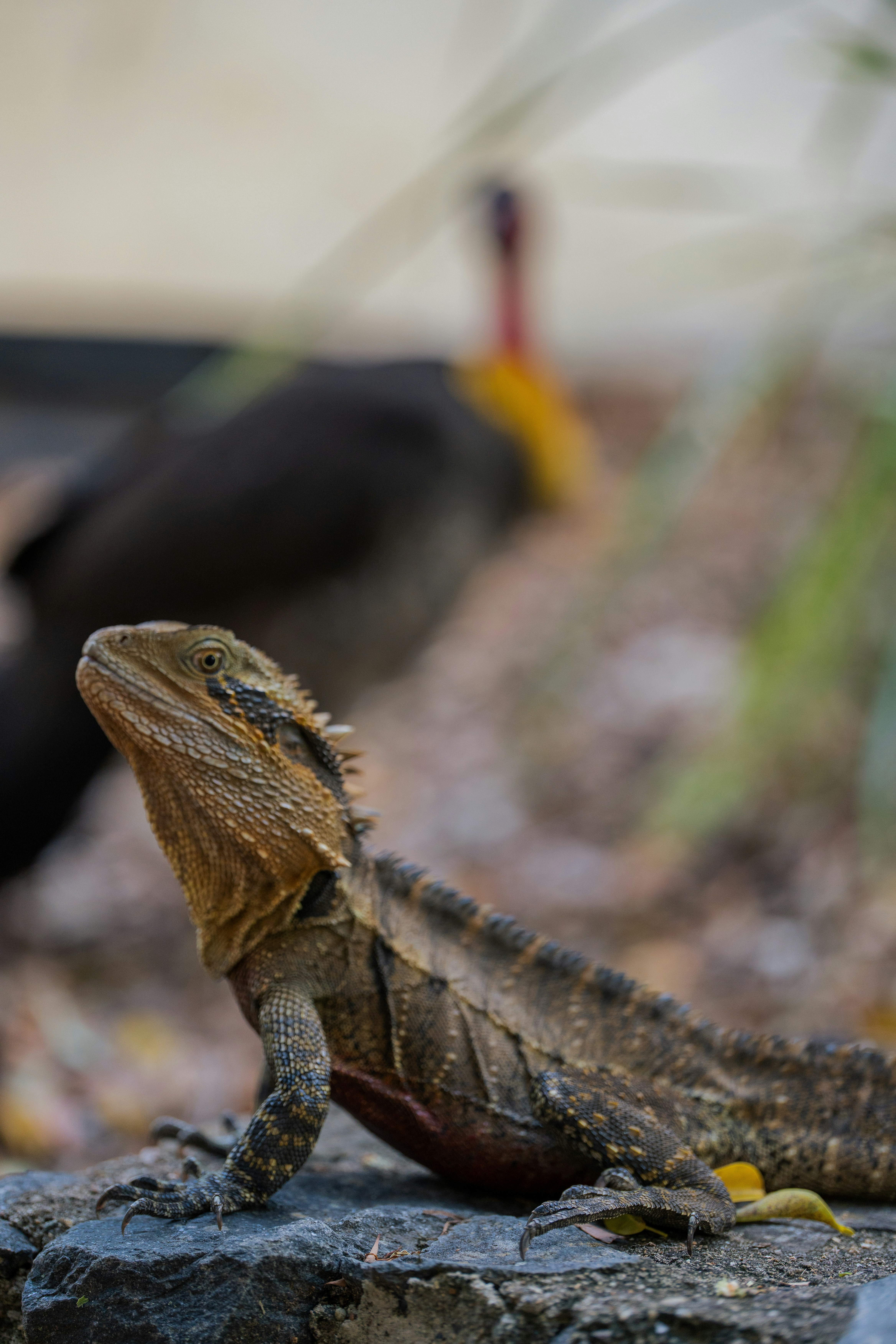 A lizard sits on a rock with blurred background.
