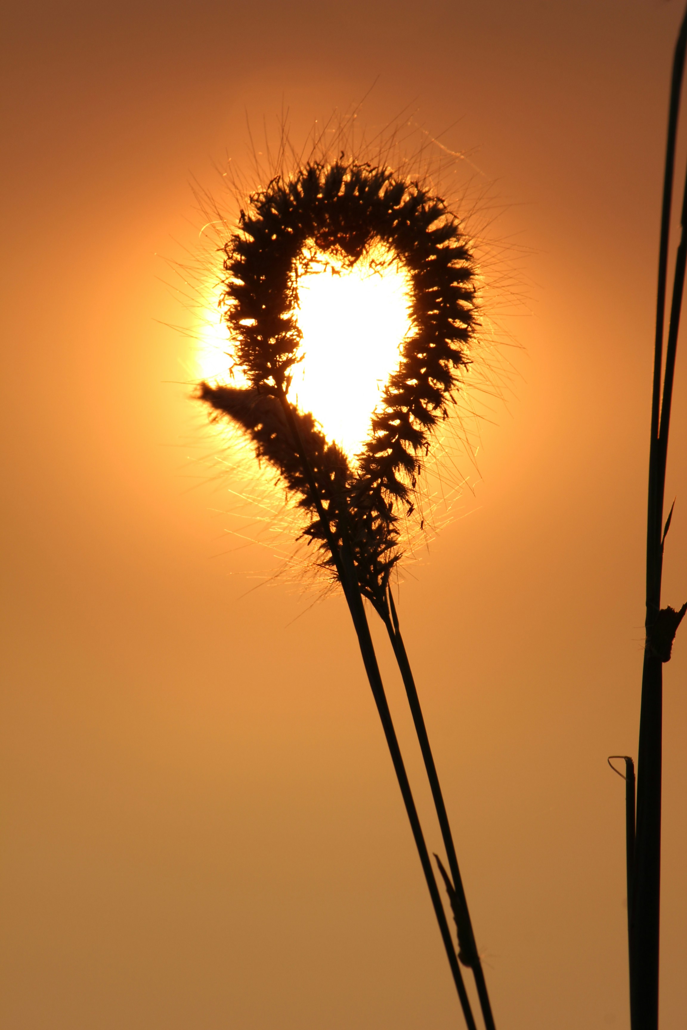 Silhouette of a grass seed head against the sun.