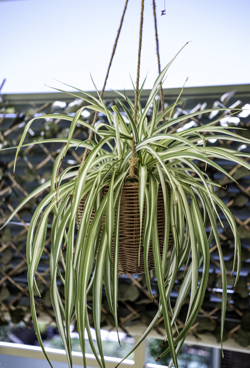 Spider Plant