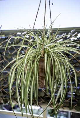 Spider Plant