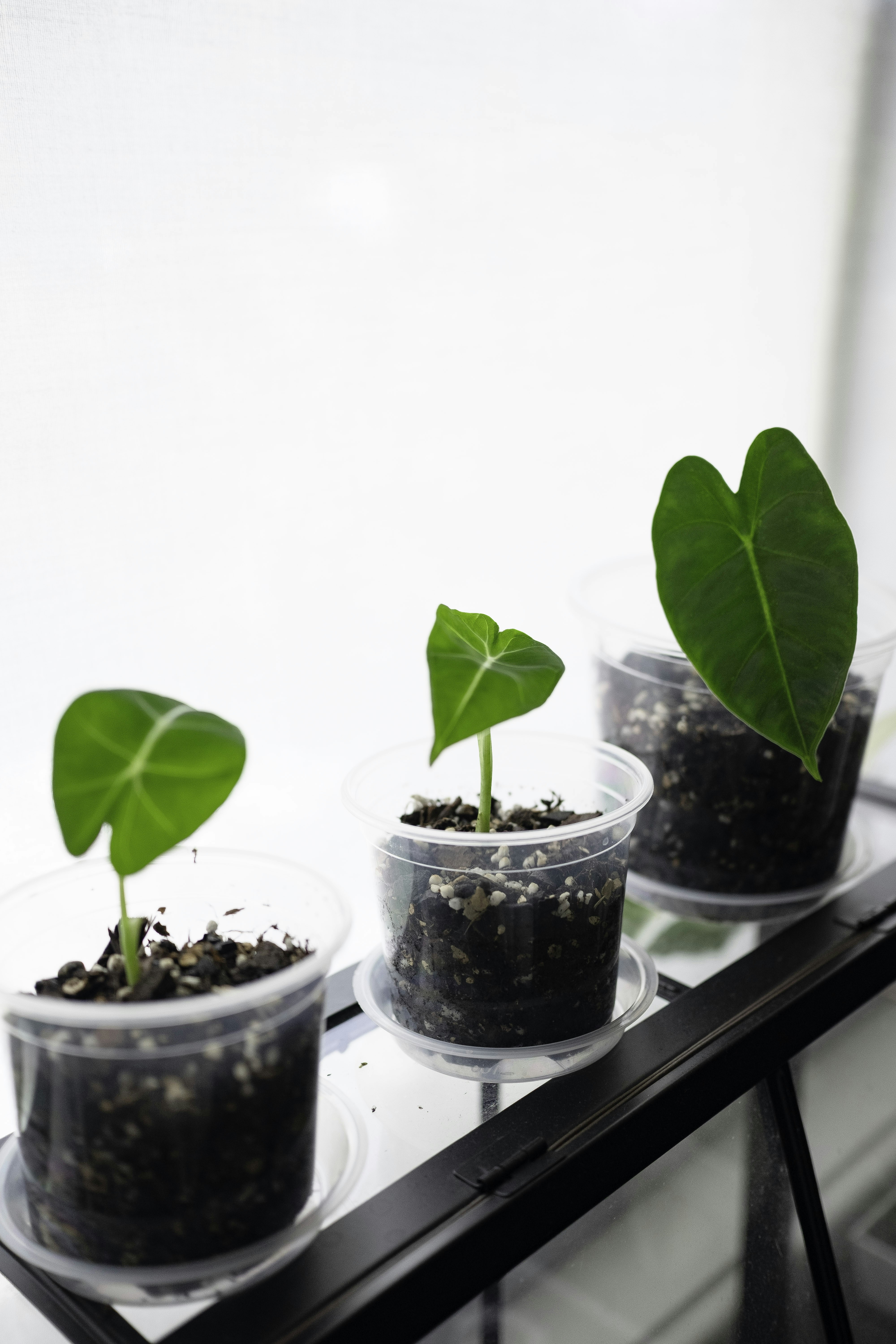 Photo by leafyinteriors