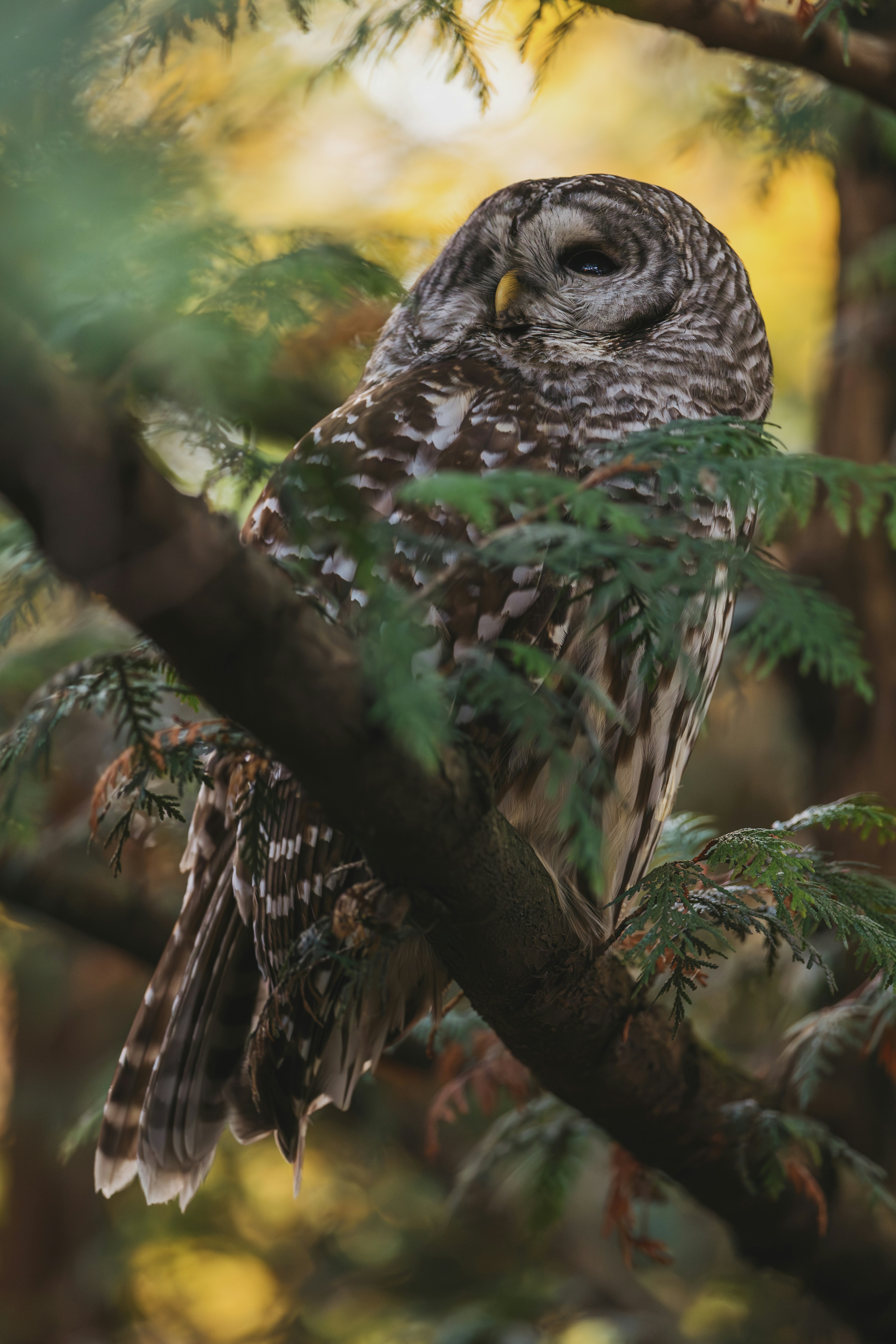 A barred owl perches on a tree branch.