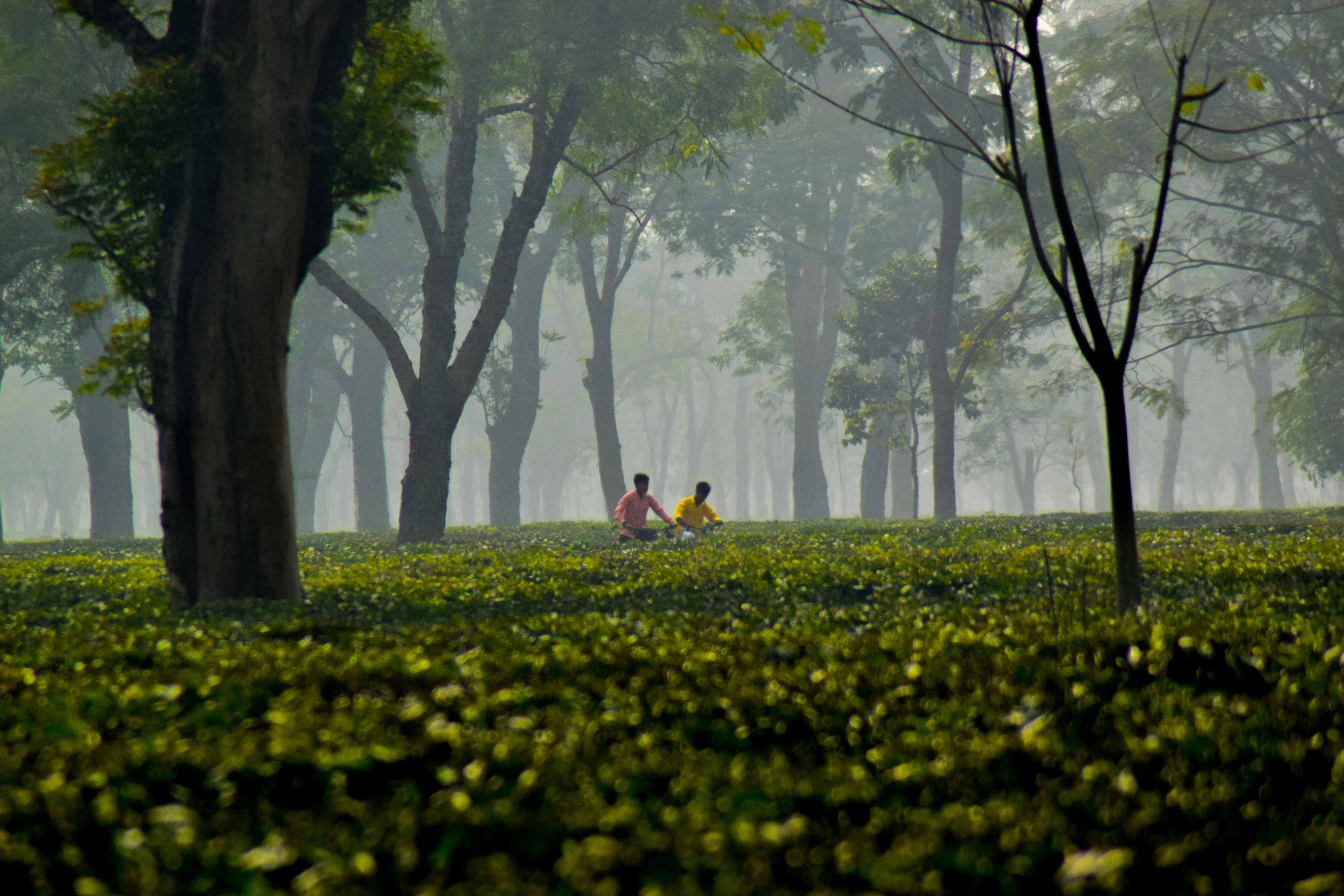 Deux personnes assises dans une clairière brumeuse.