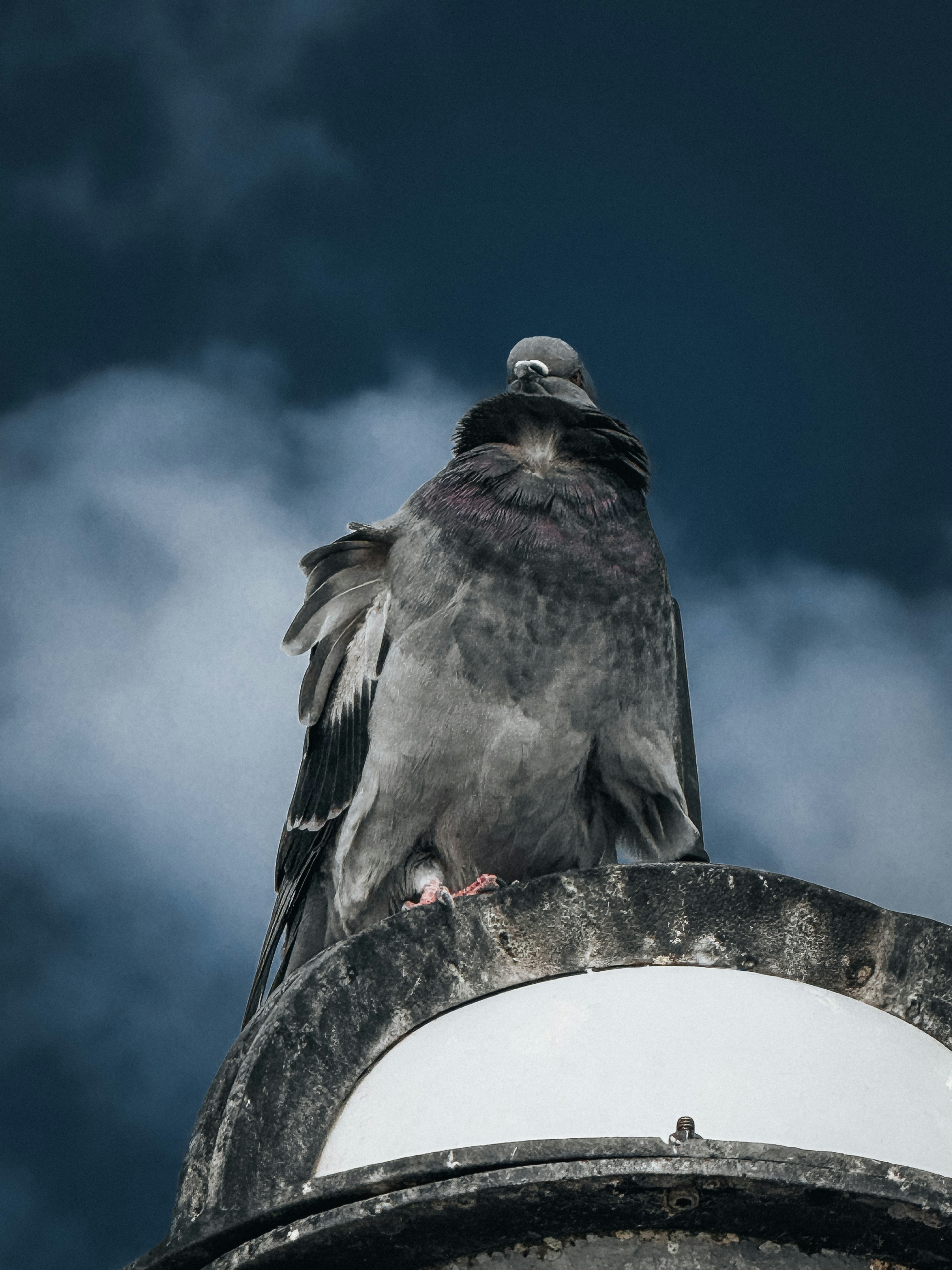 A pigeon perched on a light fixture at dusk.