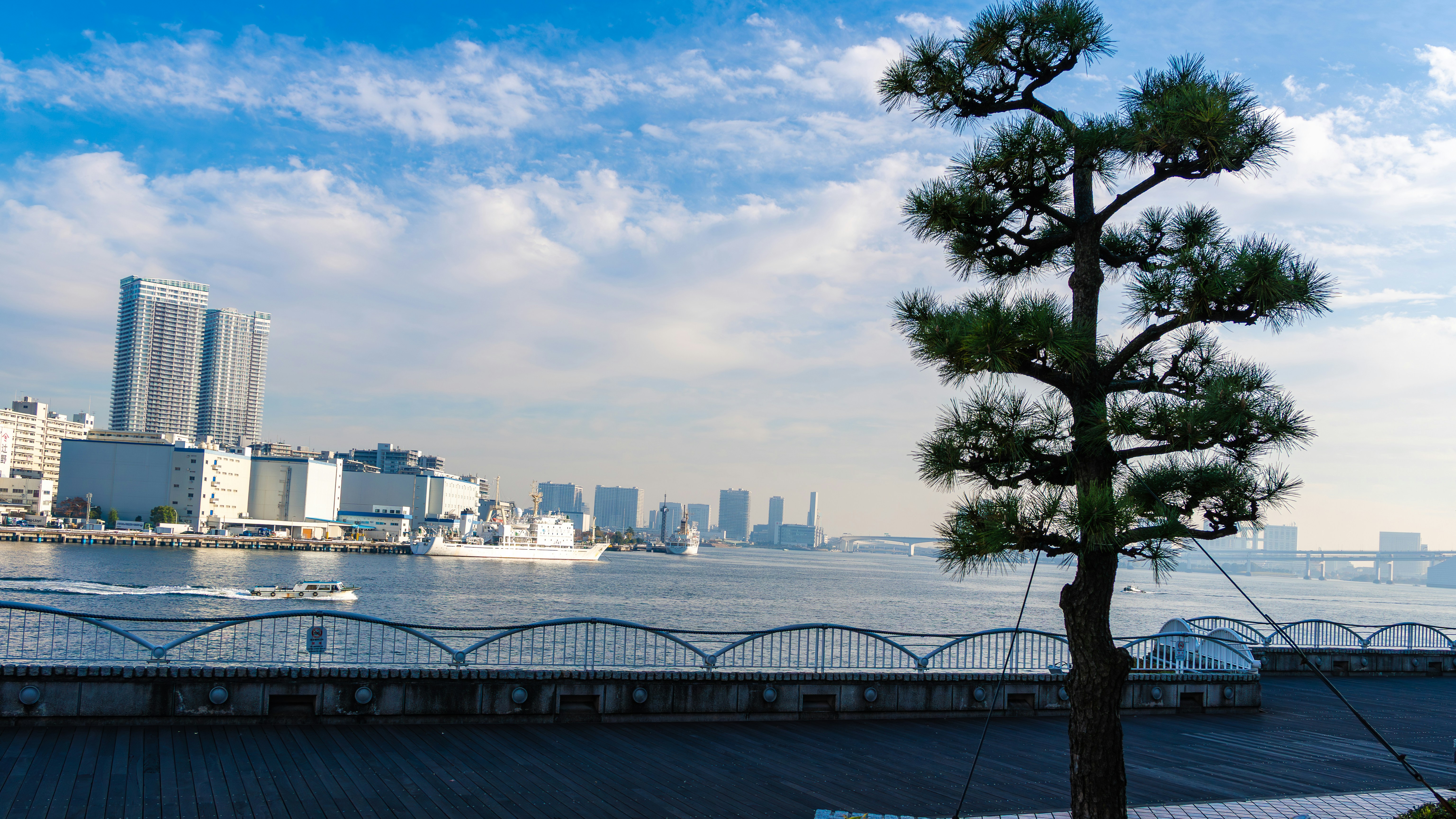 City skyline across the bay with a lone tree.
