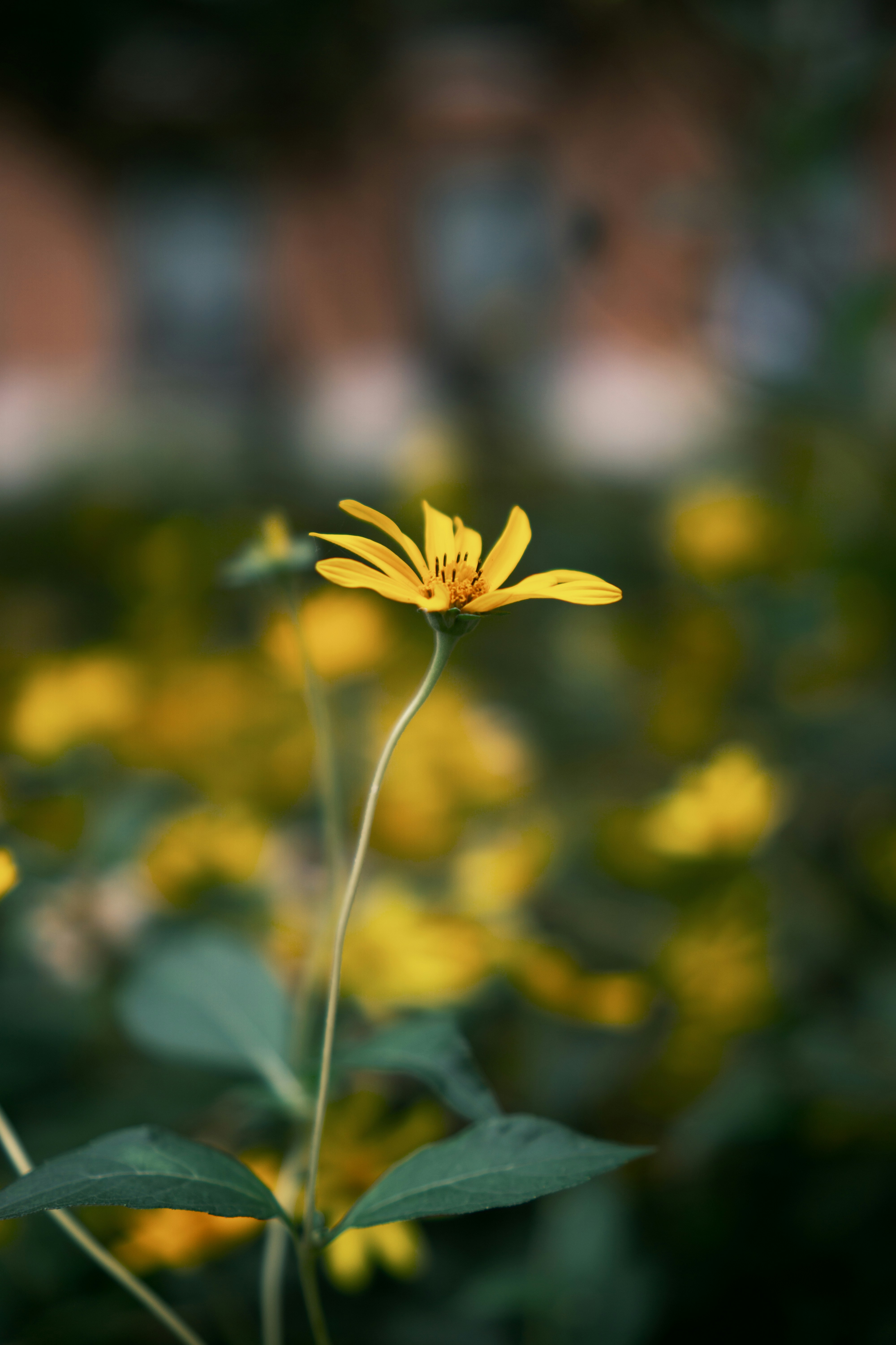 A single yellow flower stands tall in a field.
