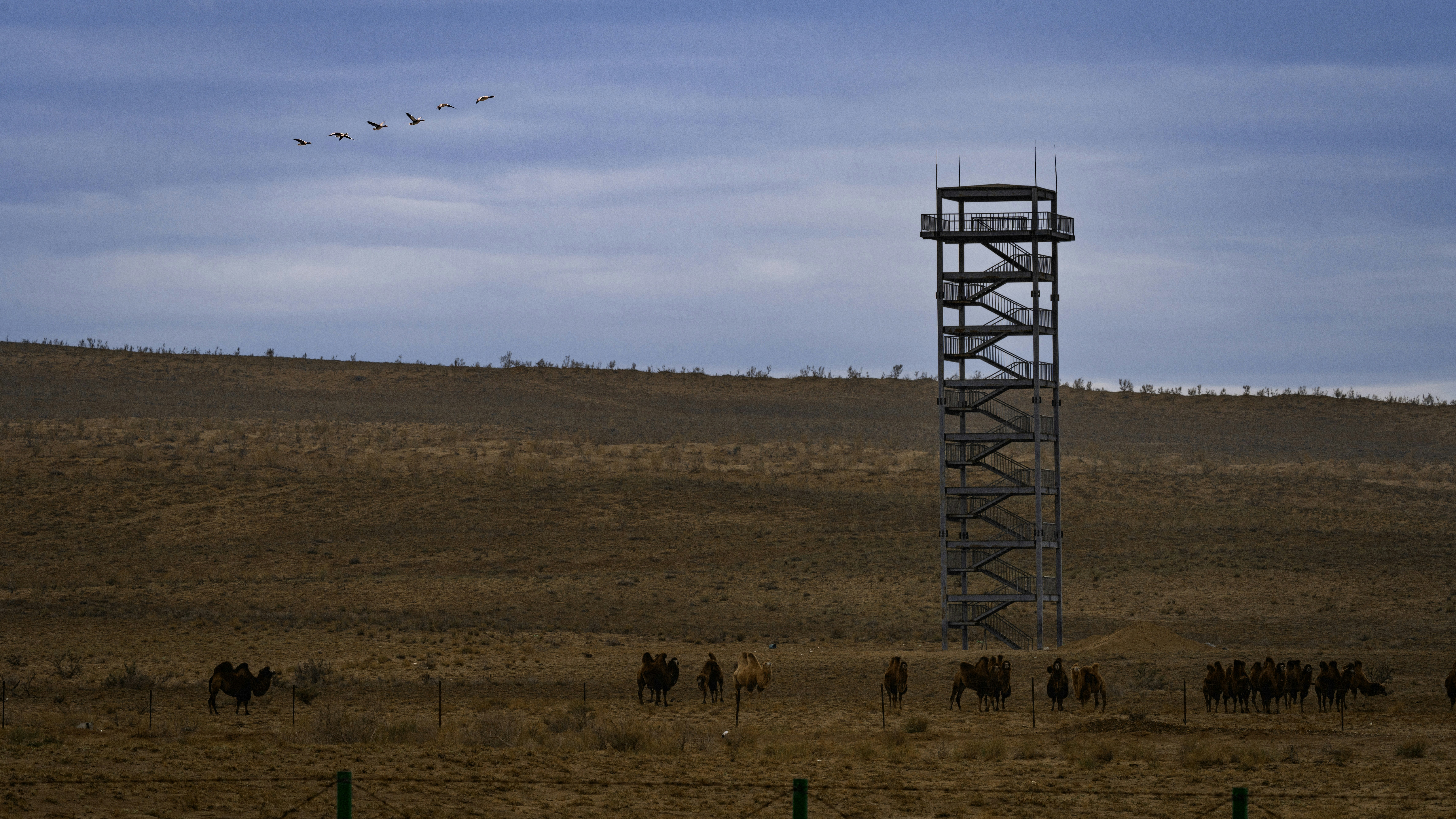 Watchtower and herd of animals in dry field